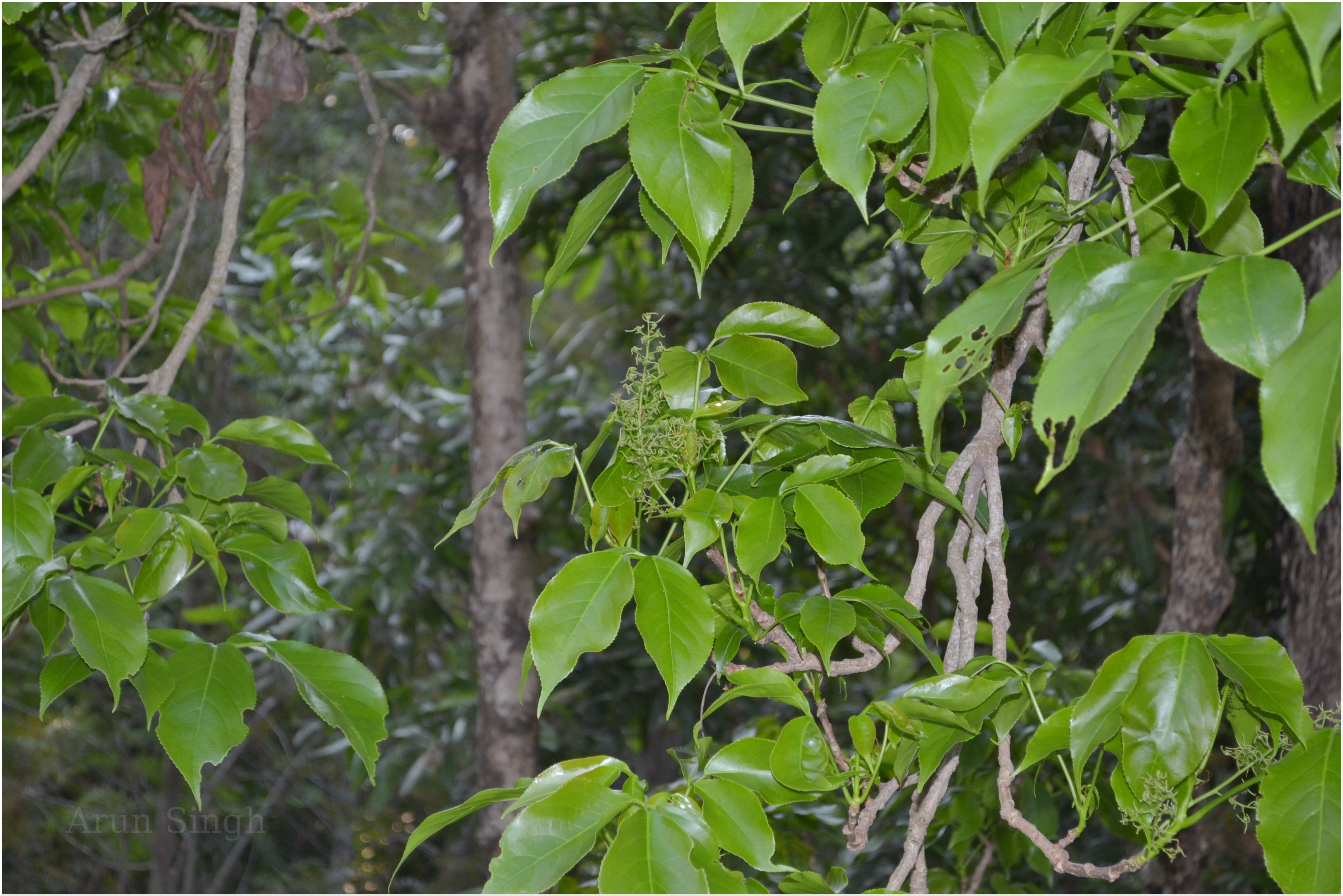 Herbarium JCB