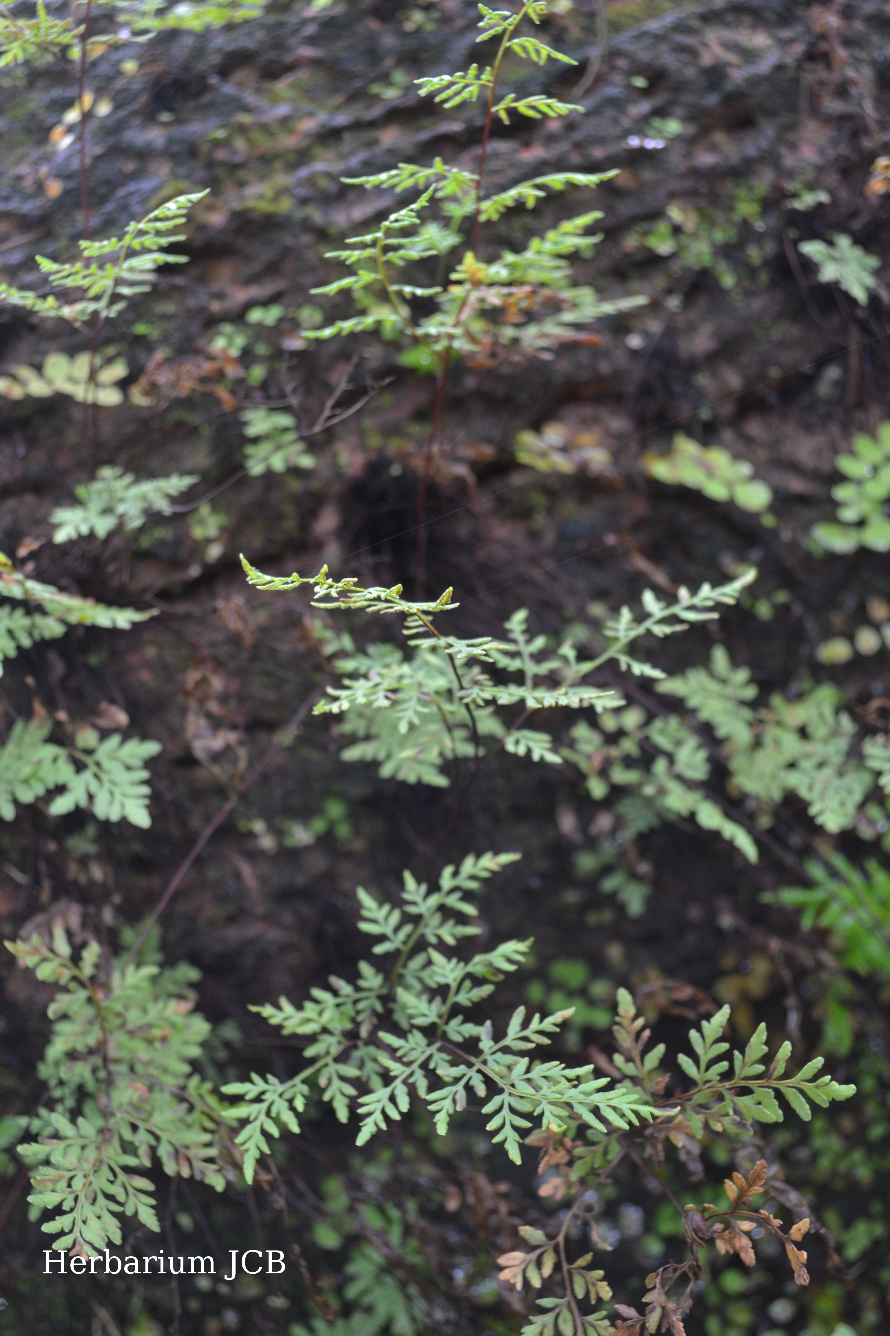 Herbarium JCB