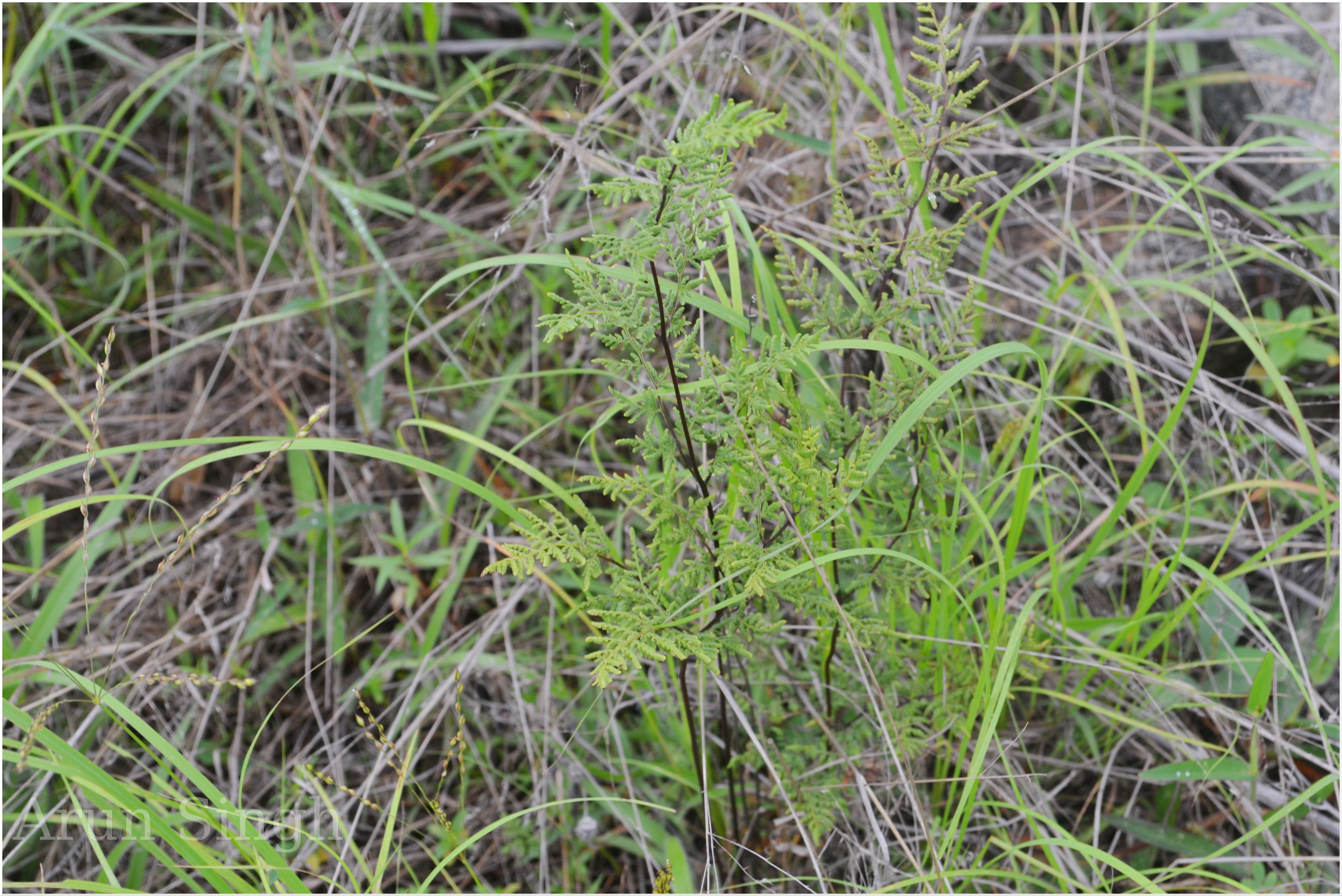 Herbarium JCB