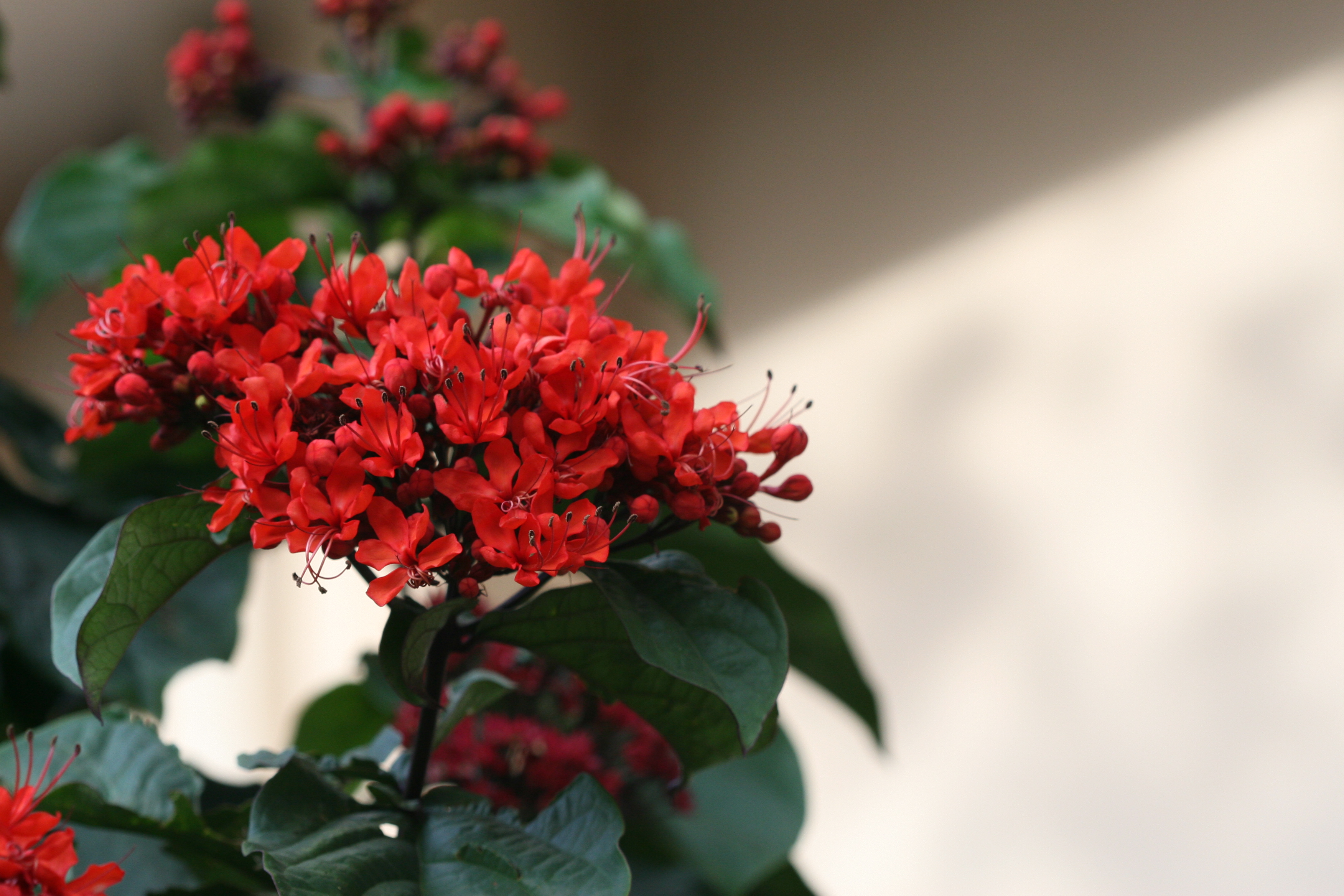 Clerodendrum Splendens