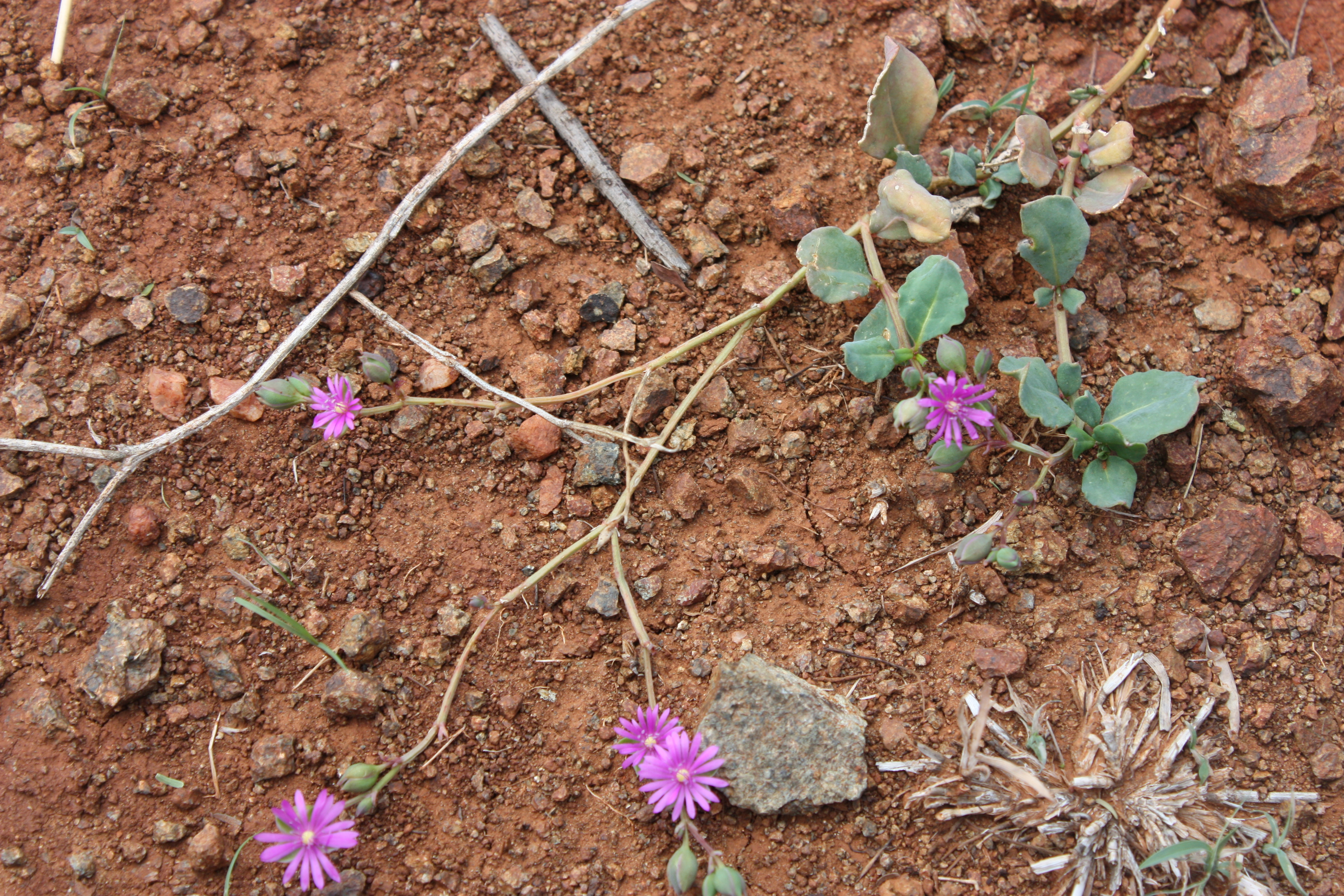 Herbarium JCB