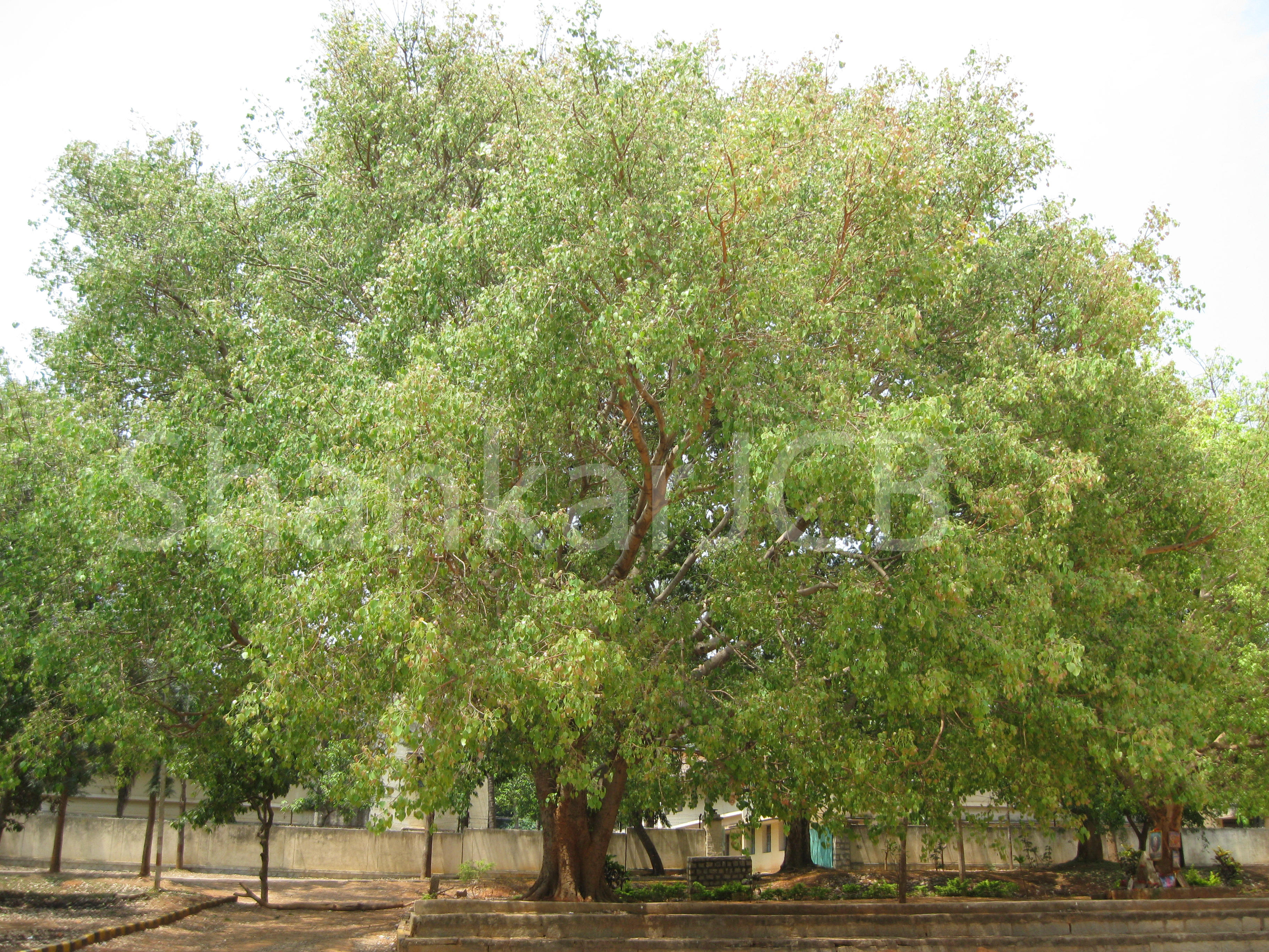 Herbarium JCB