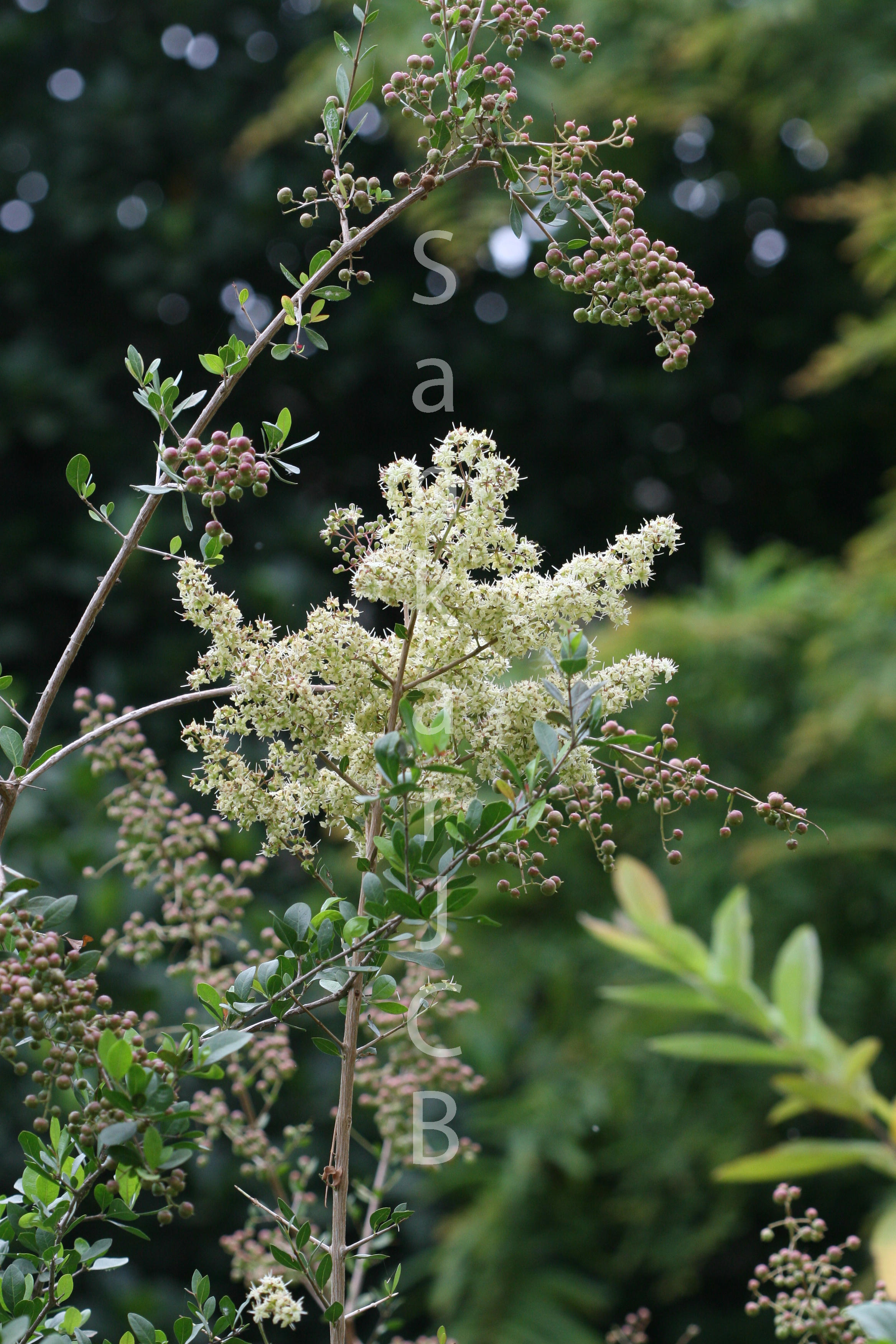 Herbarium JCB