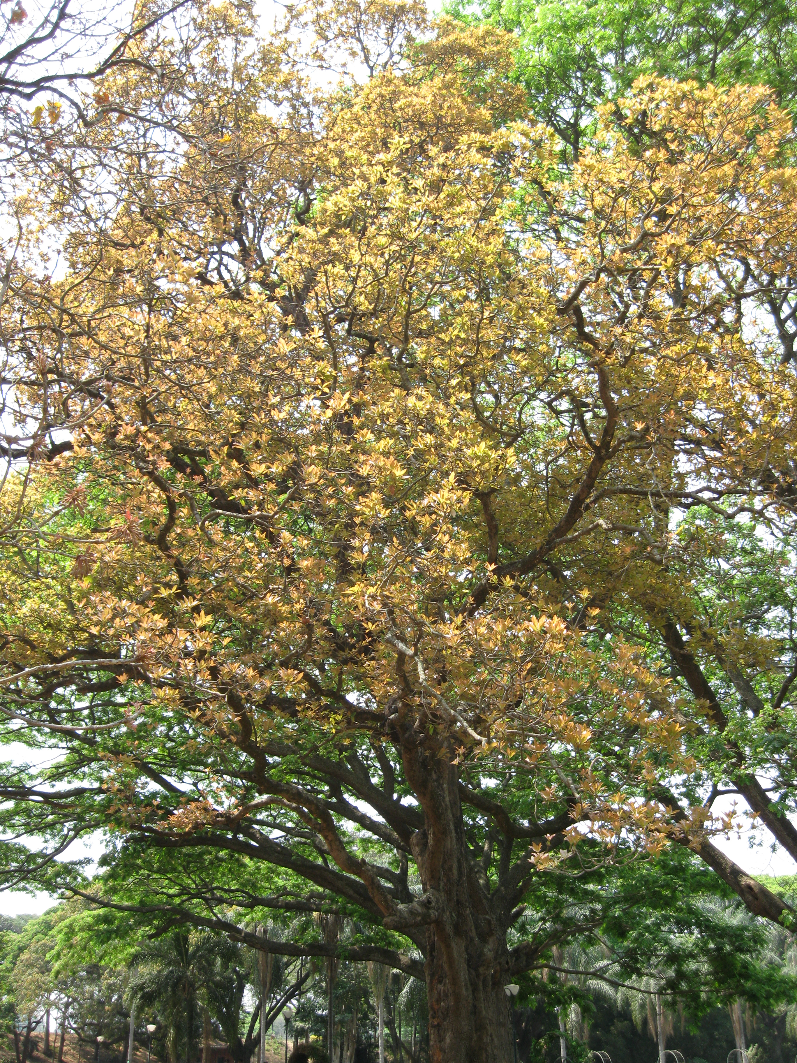 Herbarium JCB