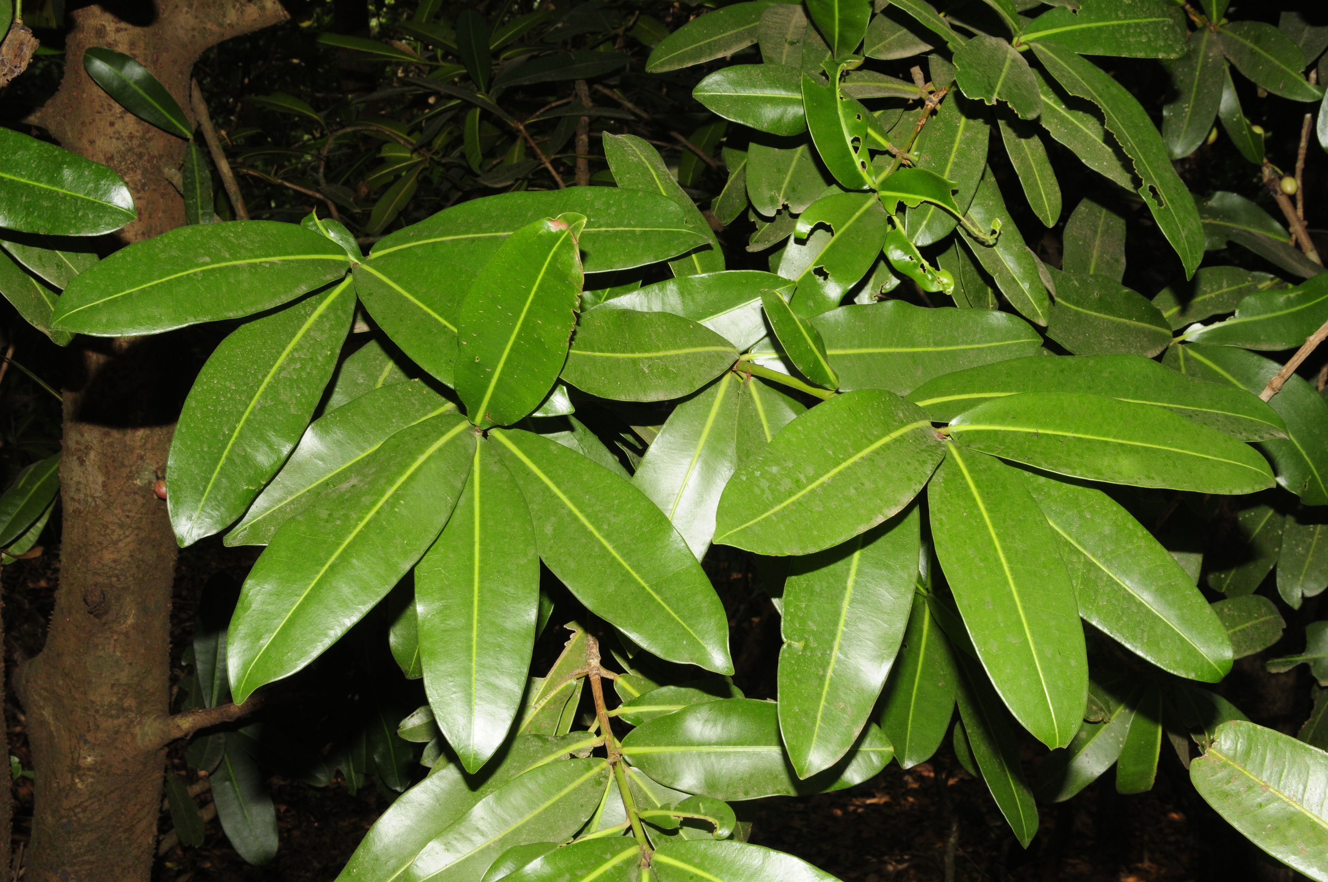 Herbarium JCB
