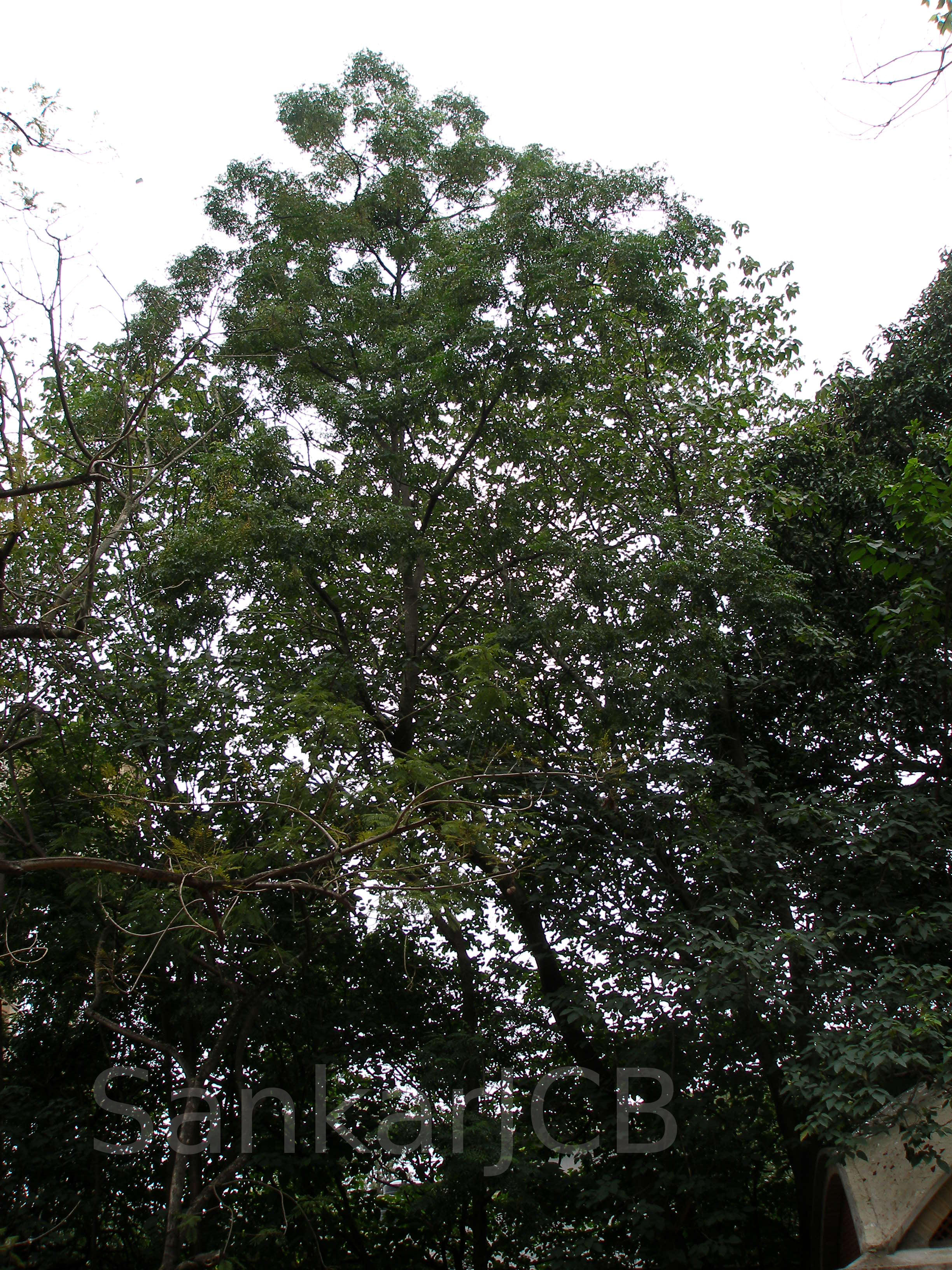Herbarium JCB