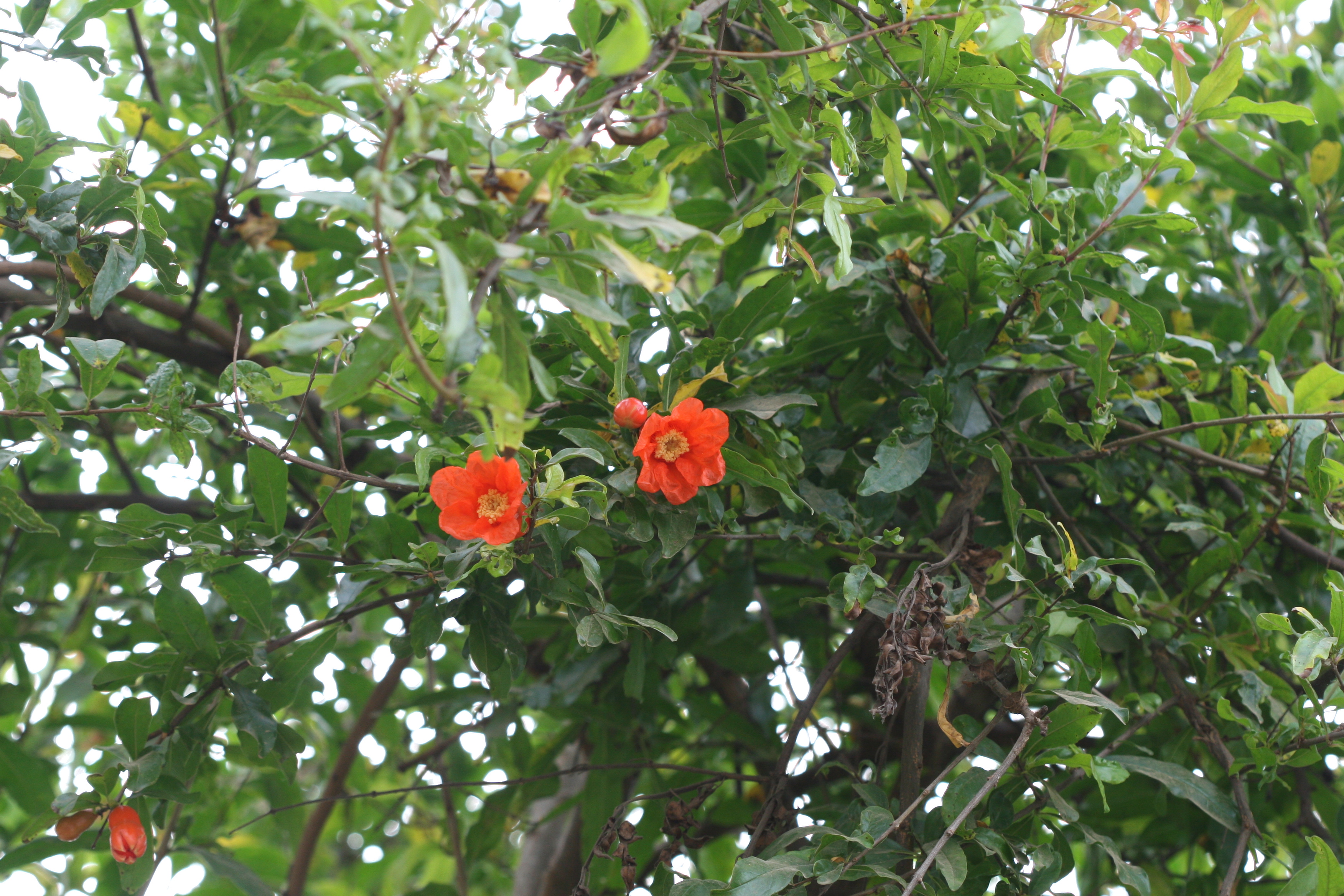 Herbarium JCB