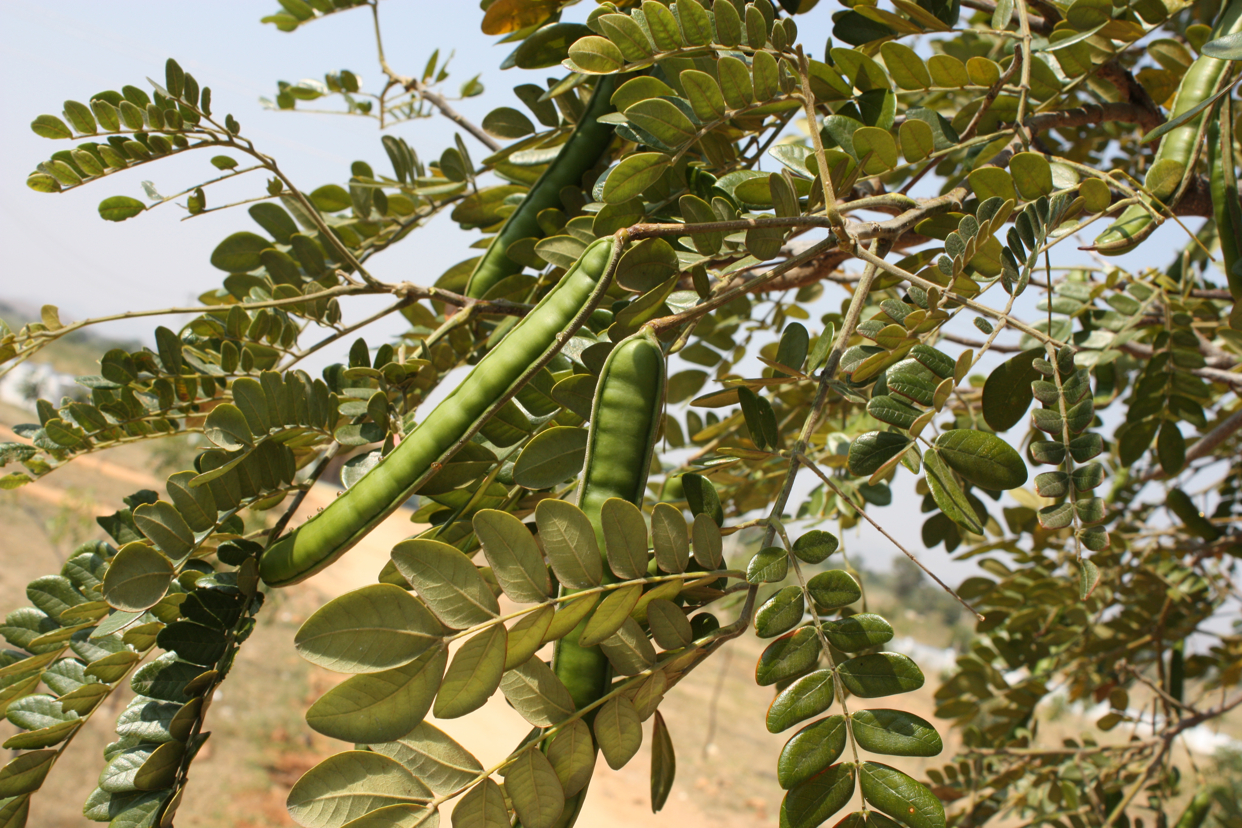 Samanees Herbarium JCB