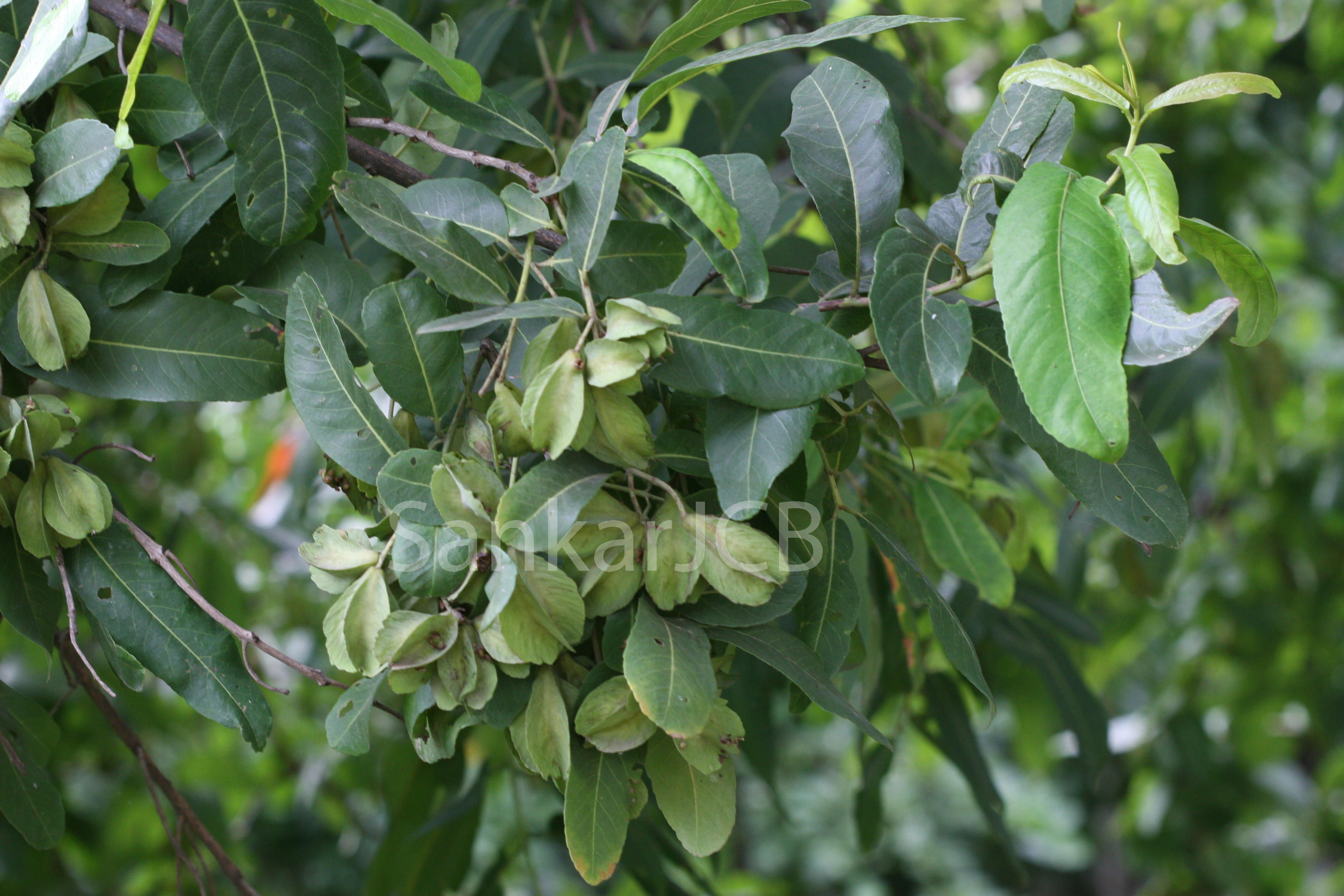 Terminalia Arjuna Herbarium