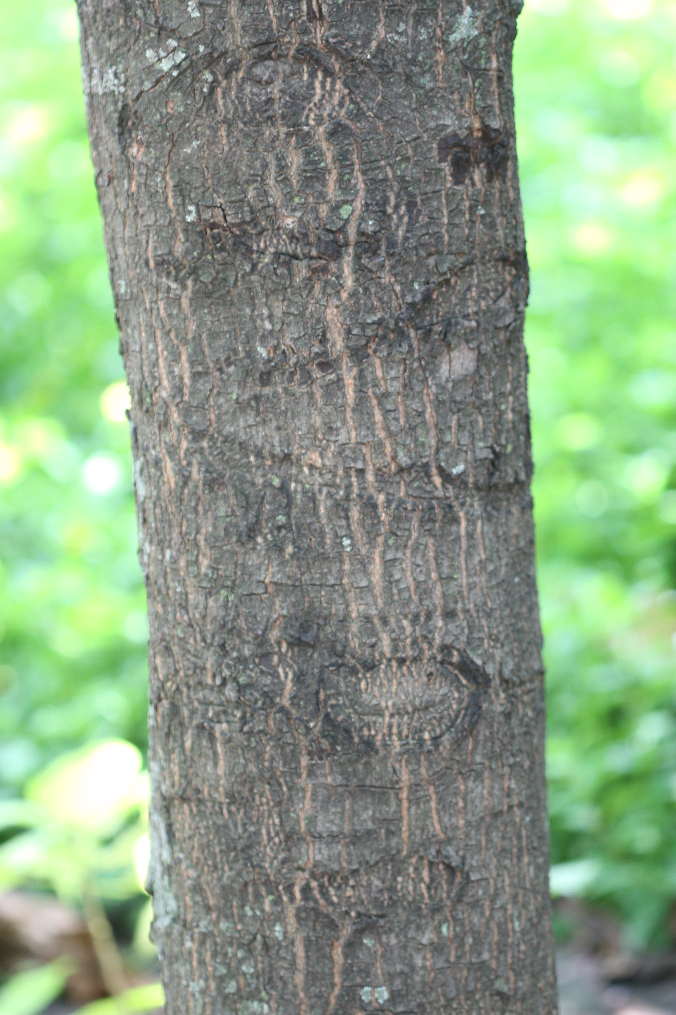 Herbarium JCB