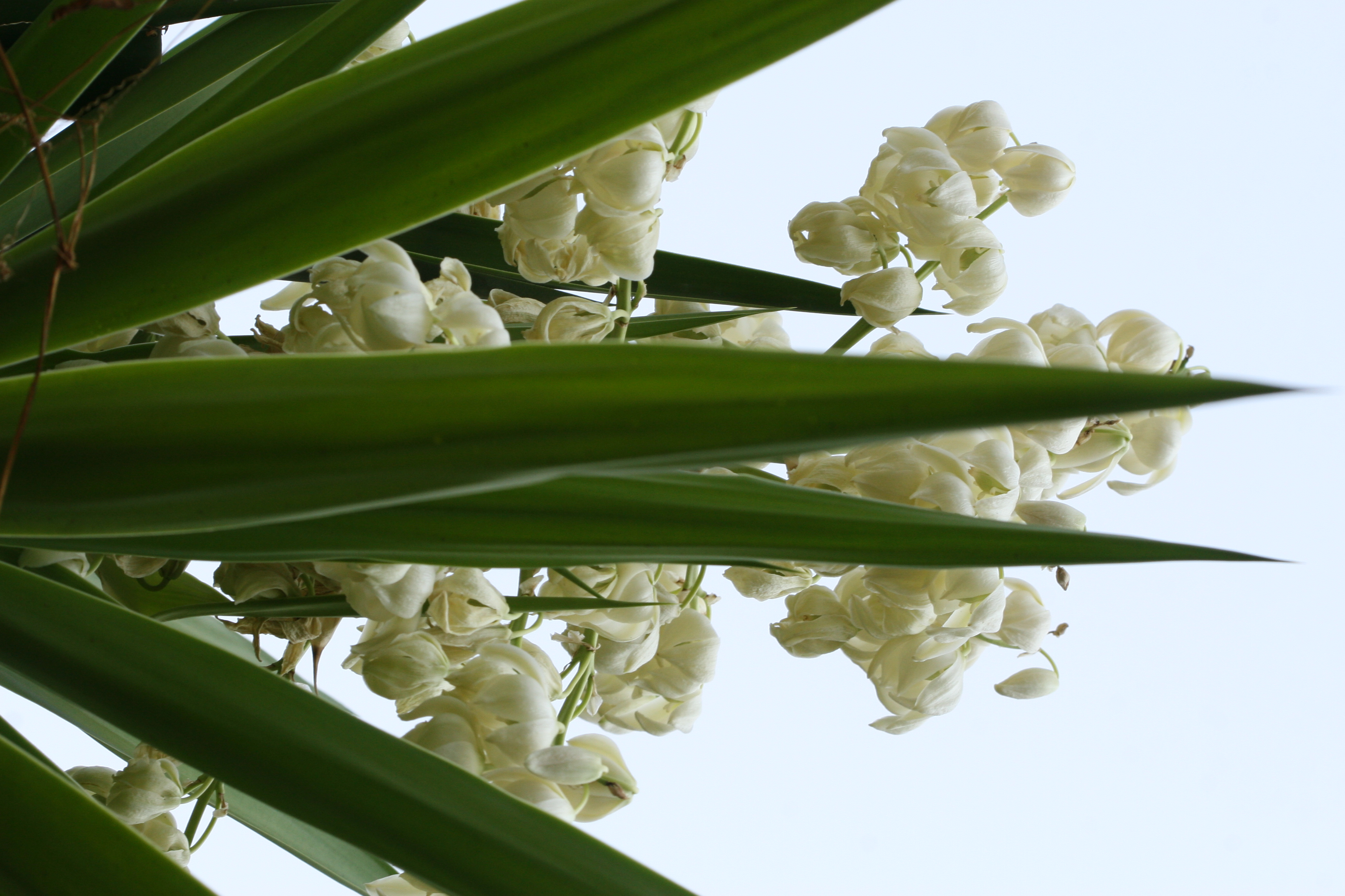 Herbarium JCB