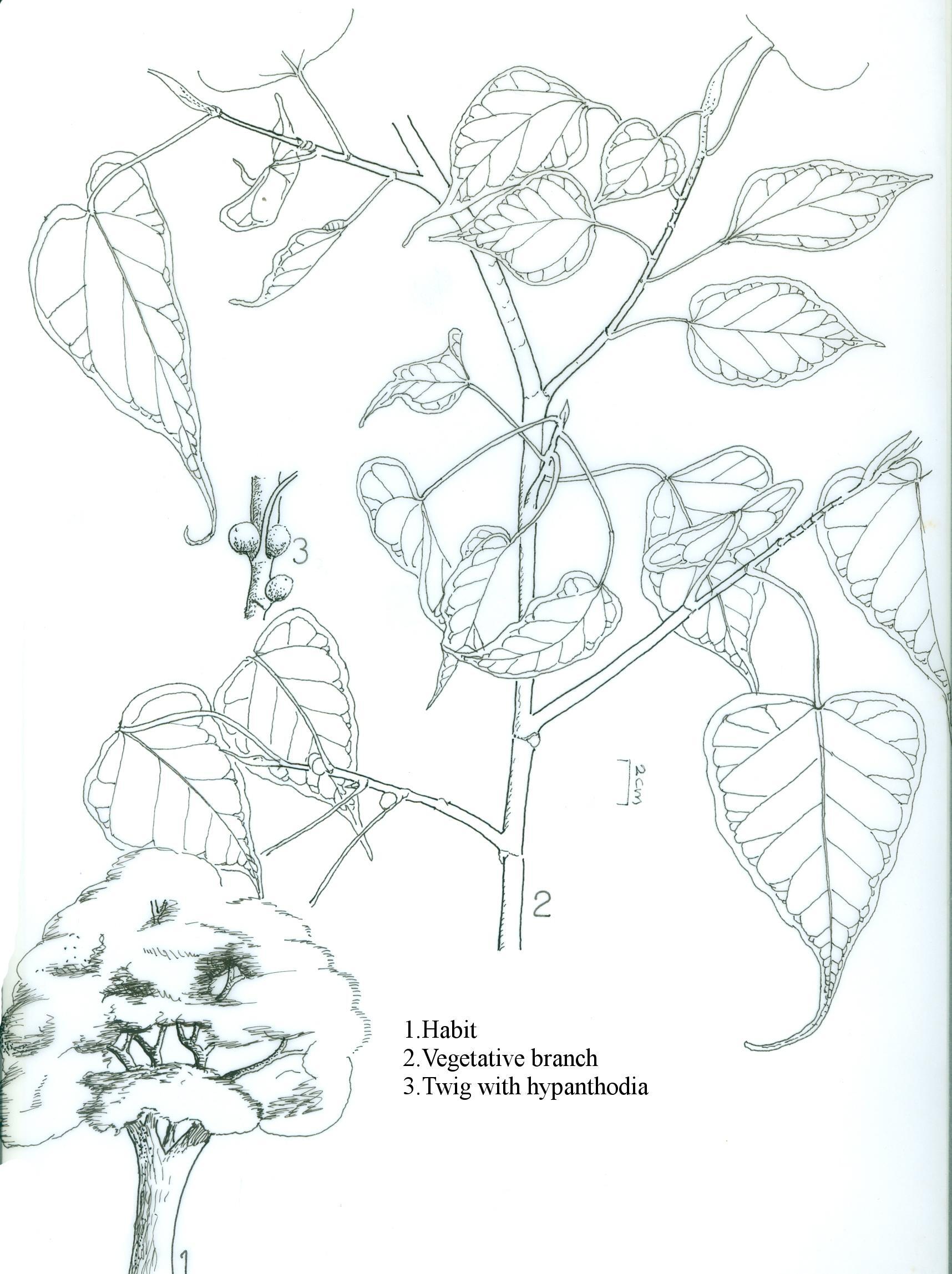 Herbarium JCB