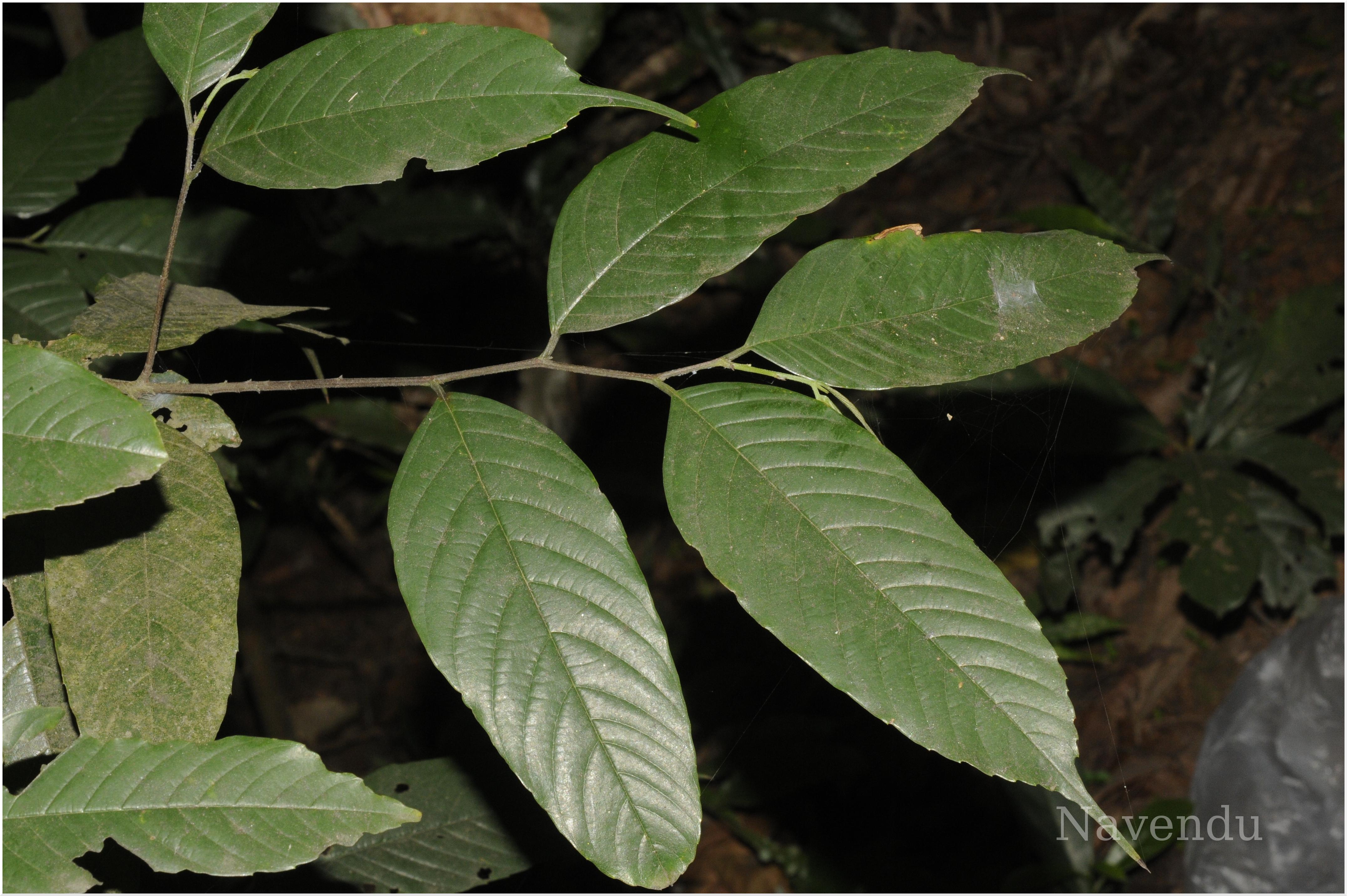 Herbarium JCB