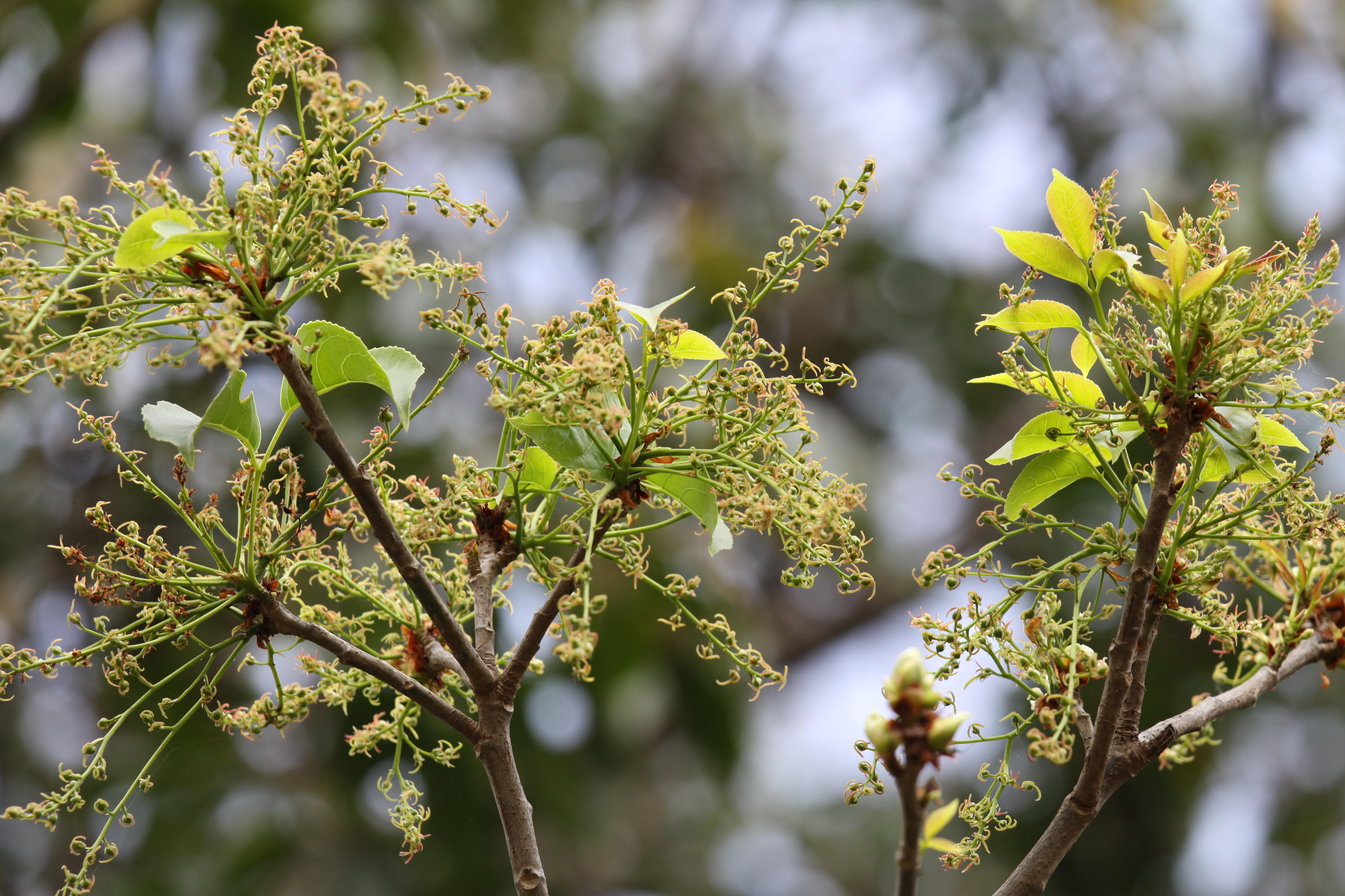 Herbarium JCB