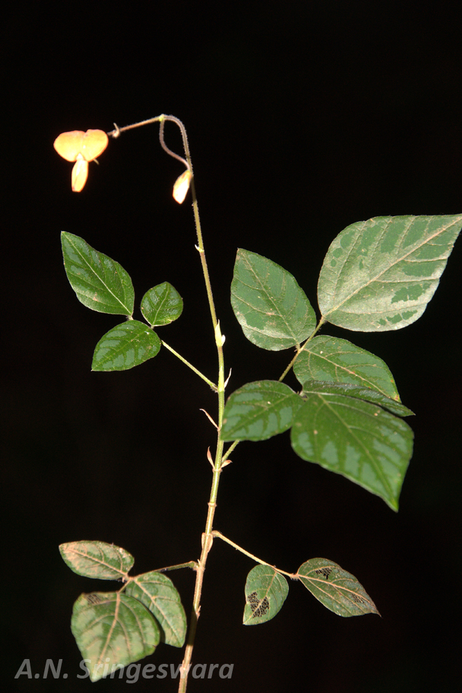 Desmodium Renzoni Herbarium JCB