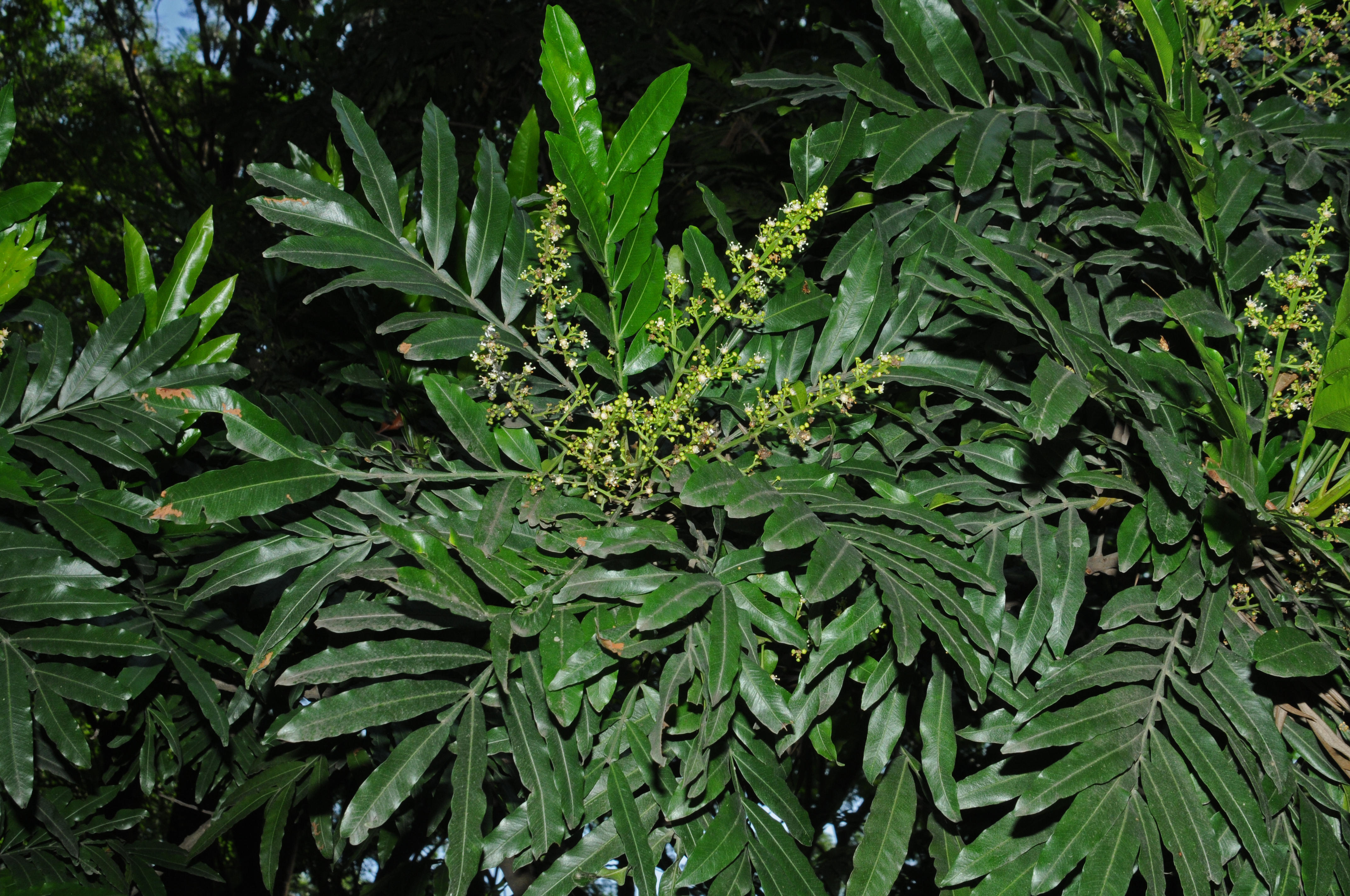 Herbarium JCB