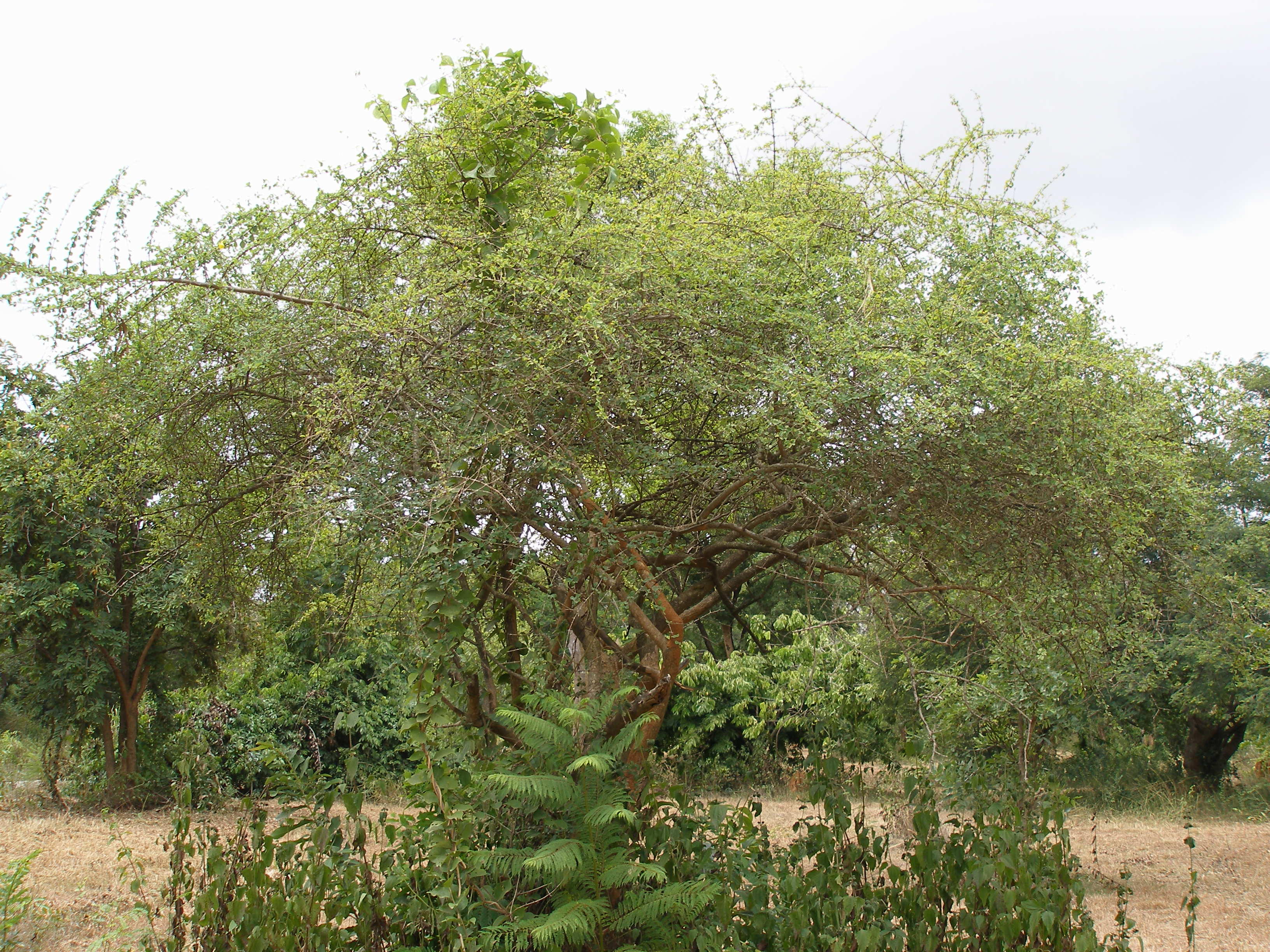 Herbarium JCB