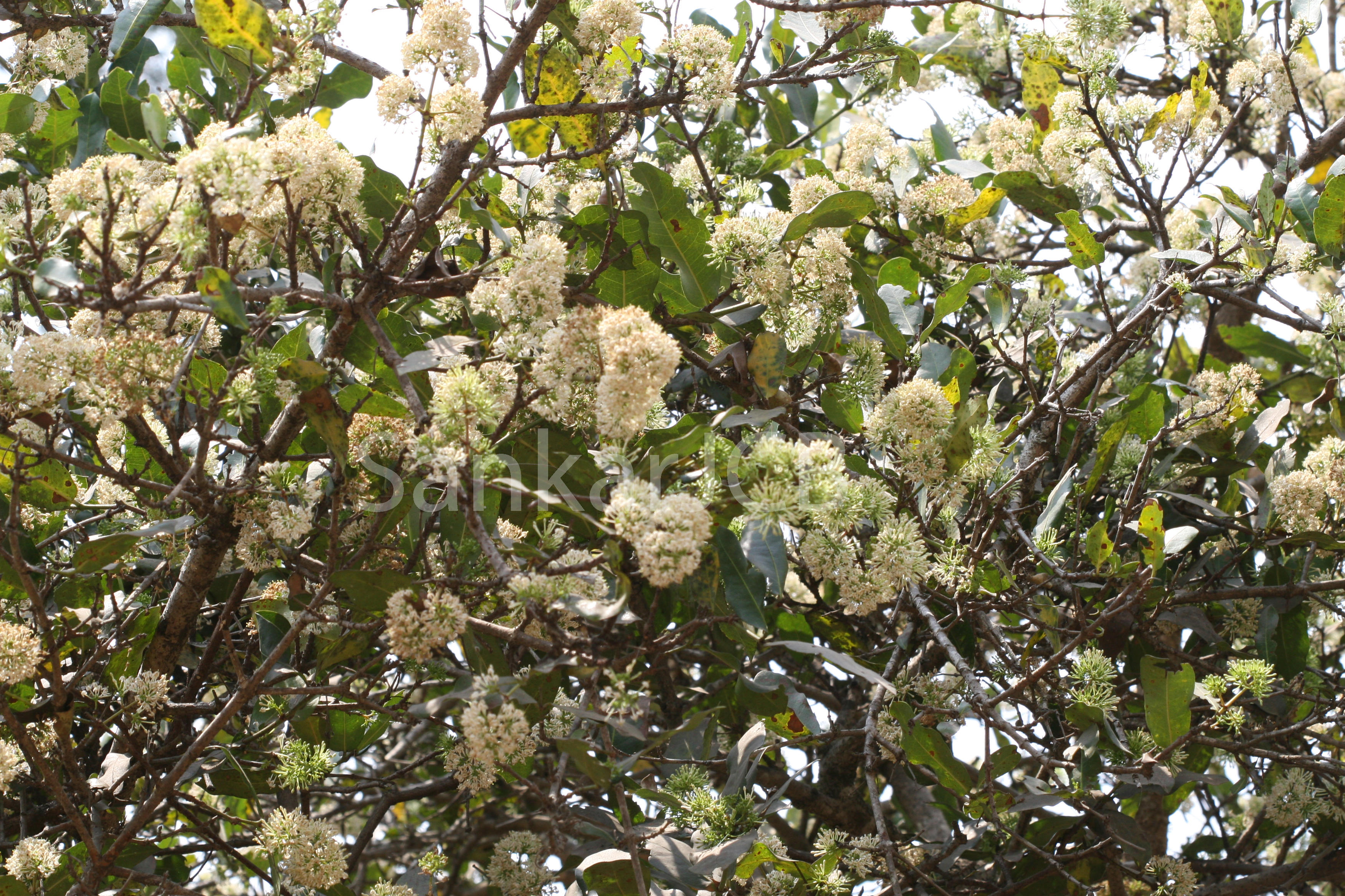 Herbarium JCB