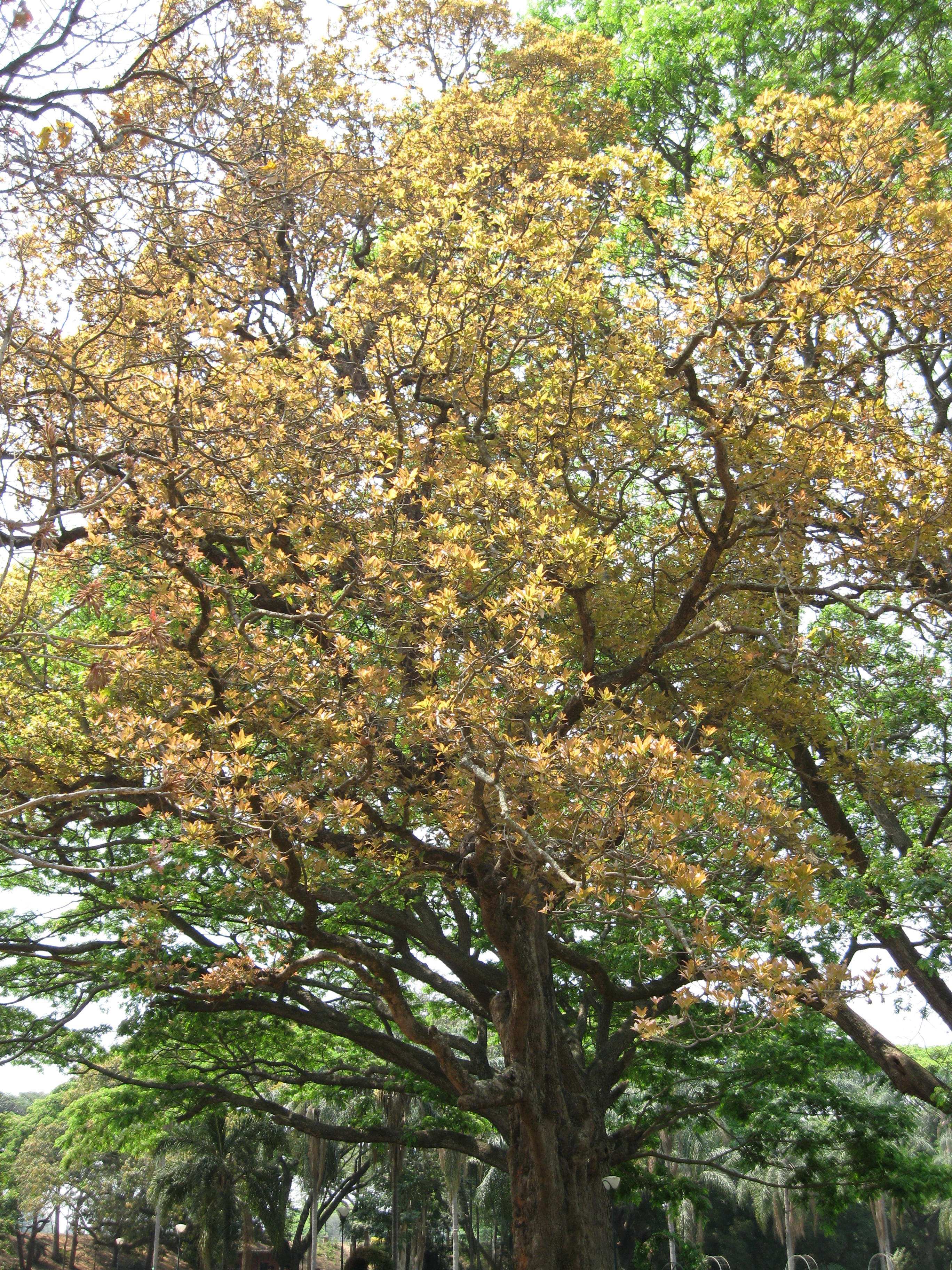 Herbarium JCB