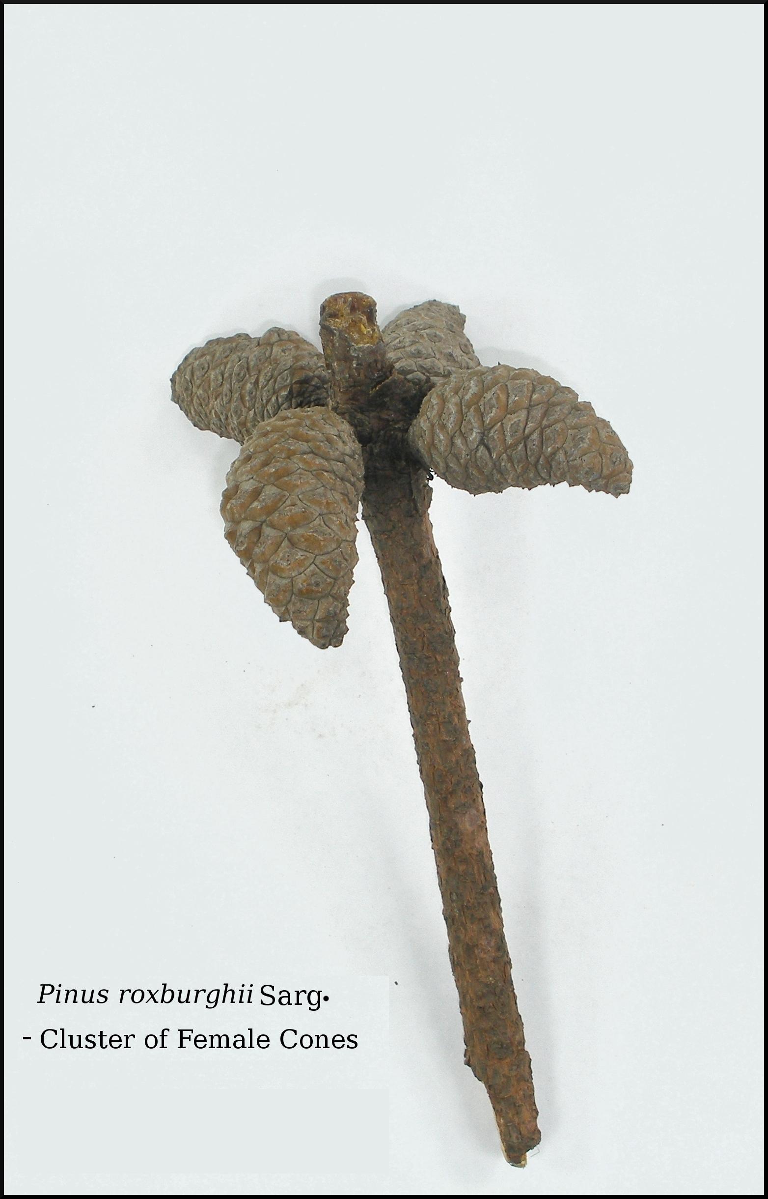 Herbarium JCB