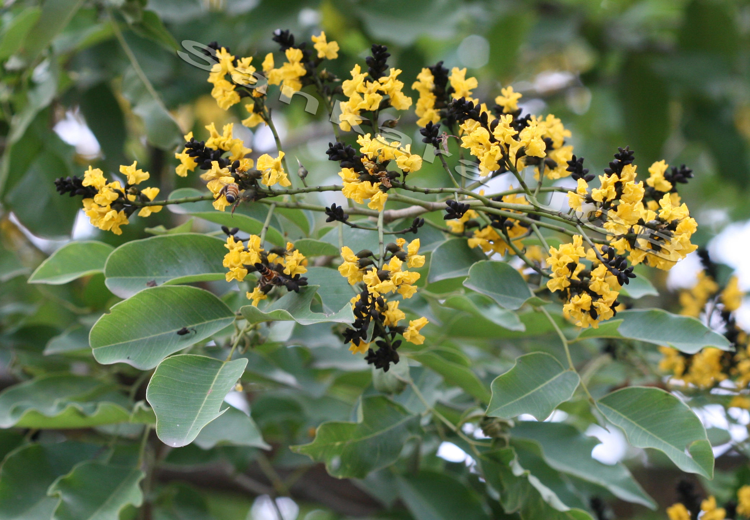 Herbarium JCB