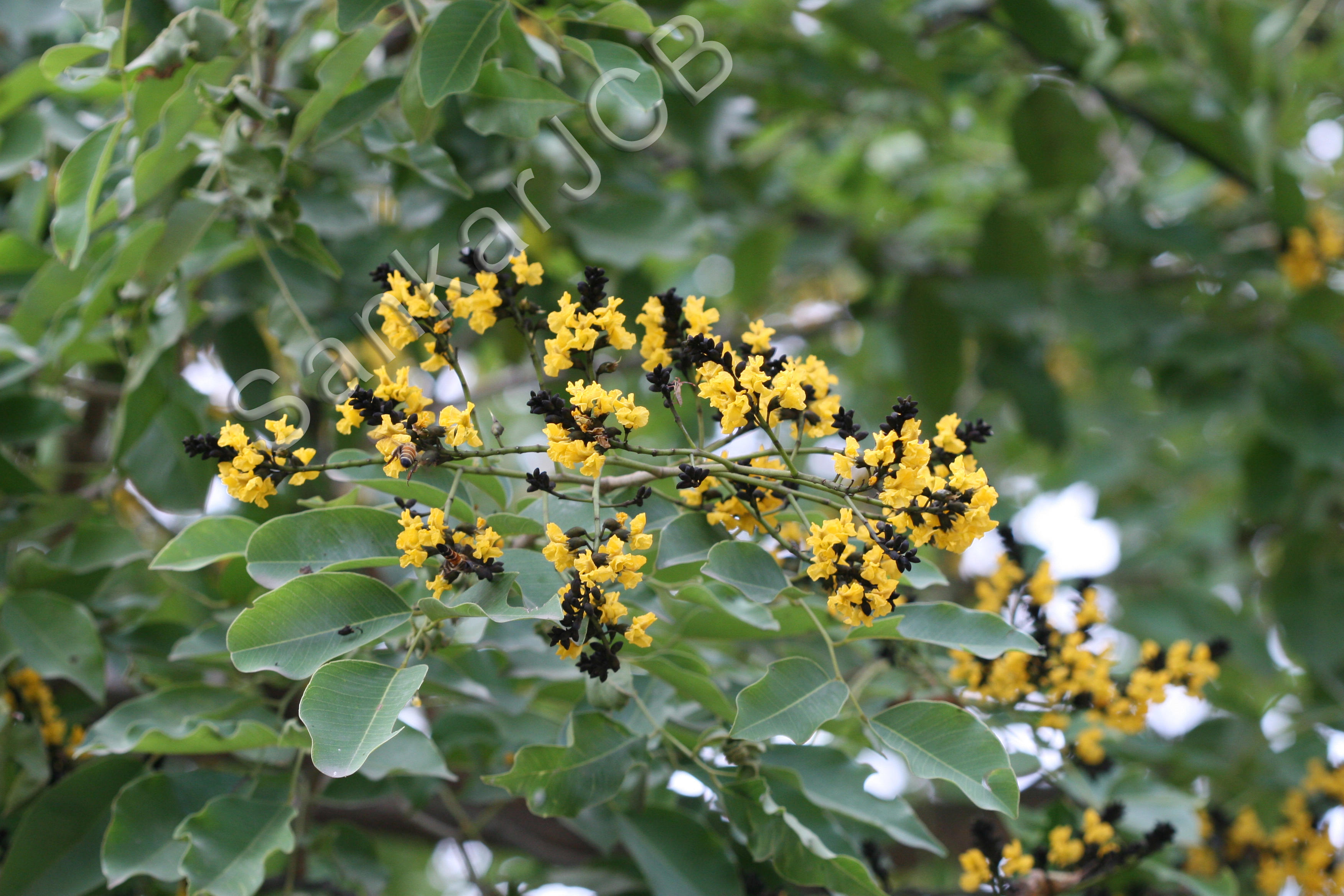 Herbarium JCB