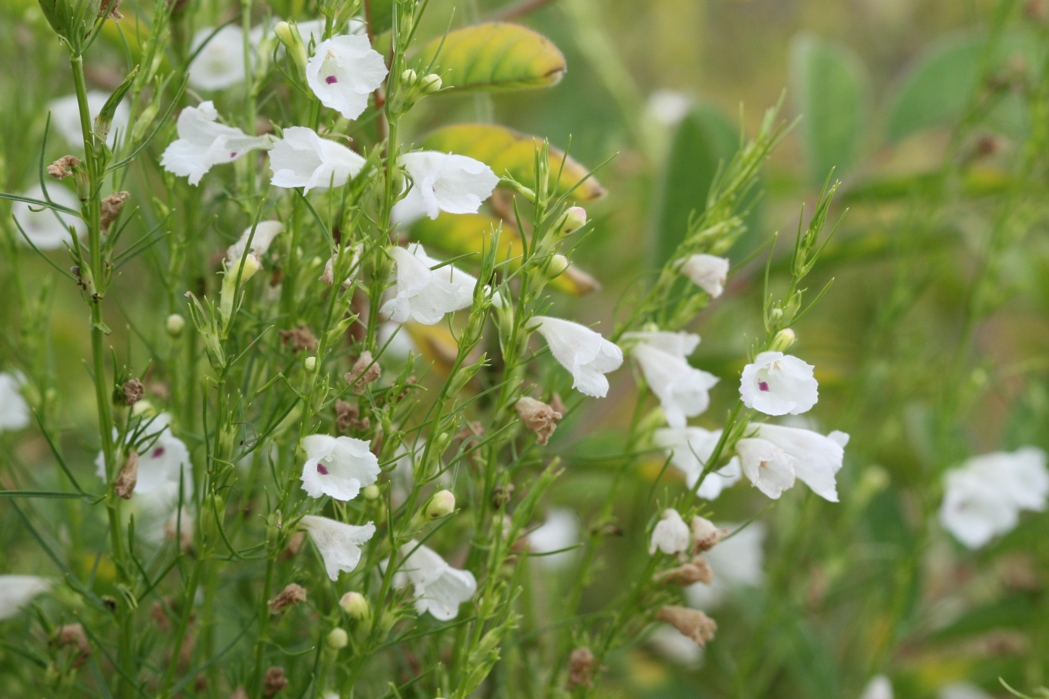 Herbarium JCB