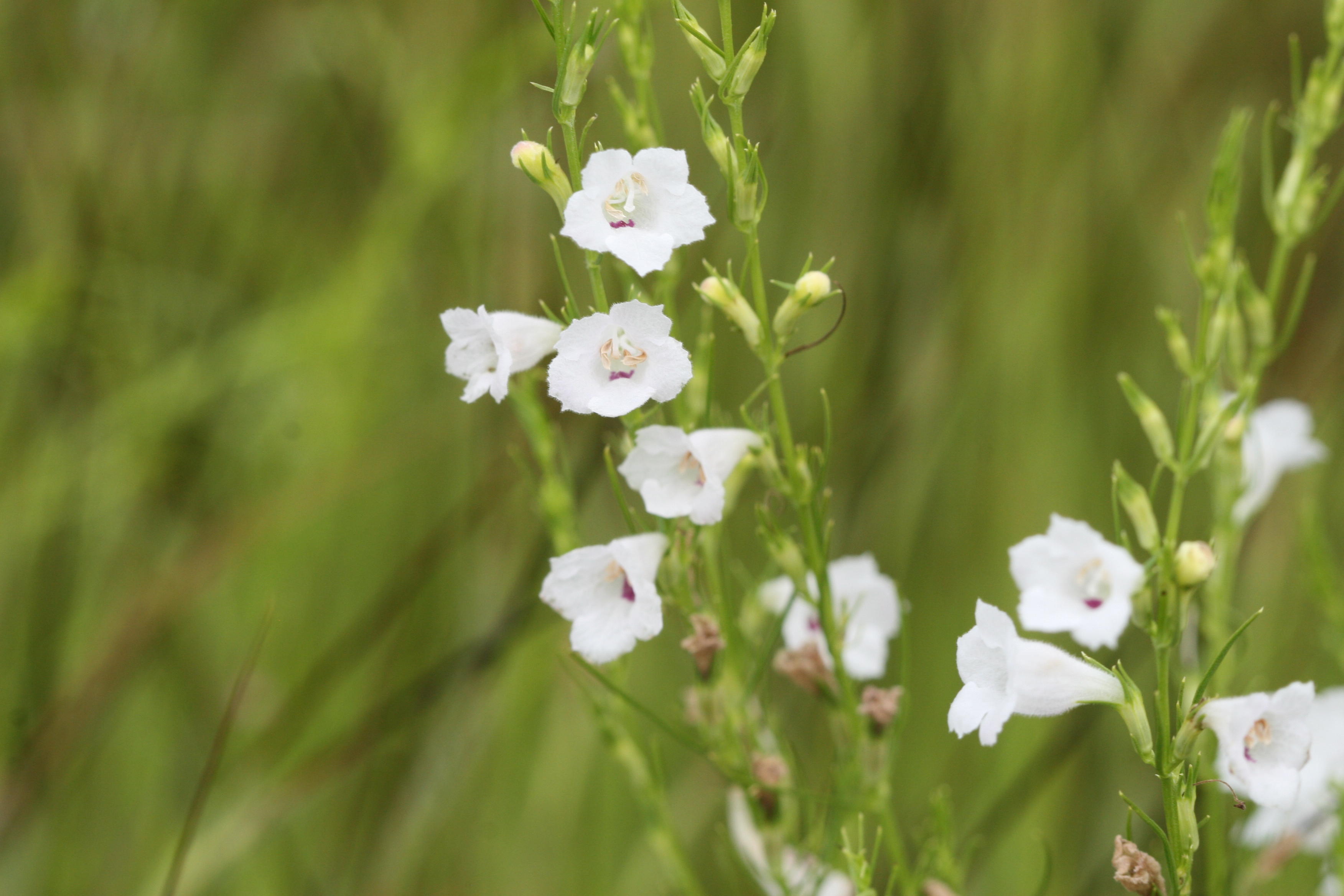 Herbarium JCB