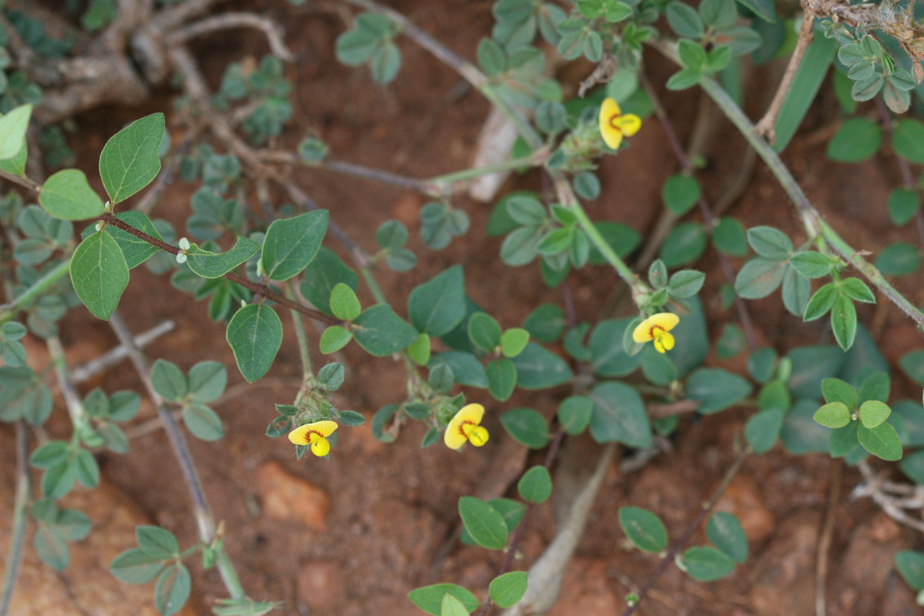 Herbarium JCB