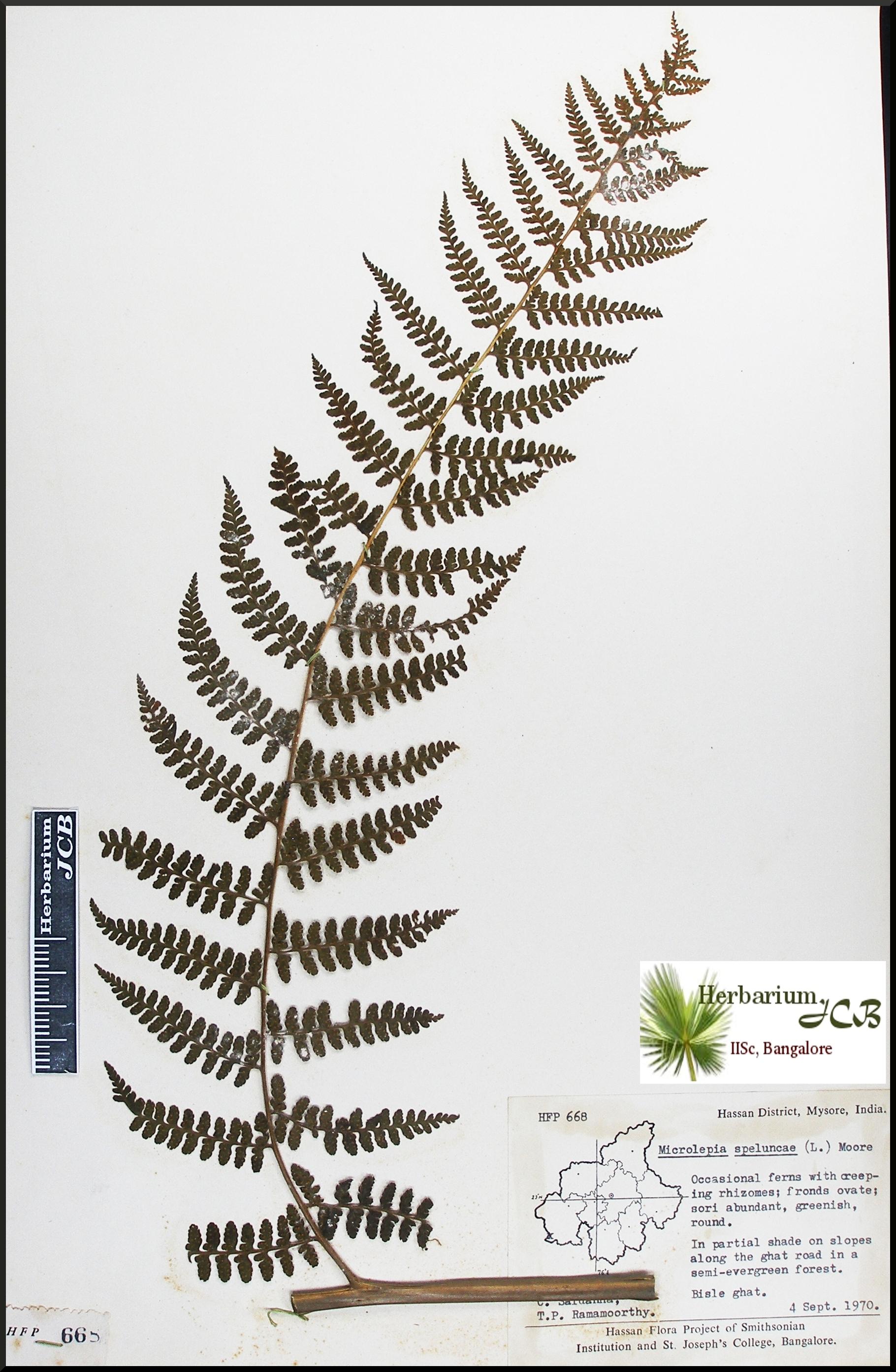 Herbarium JCB