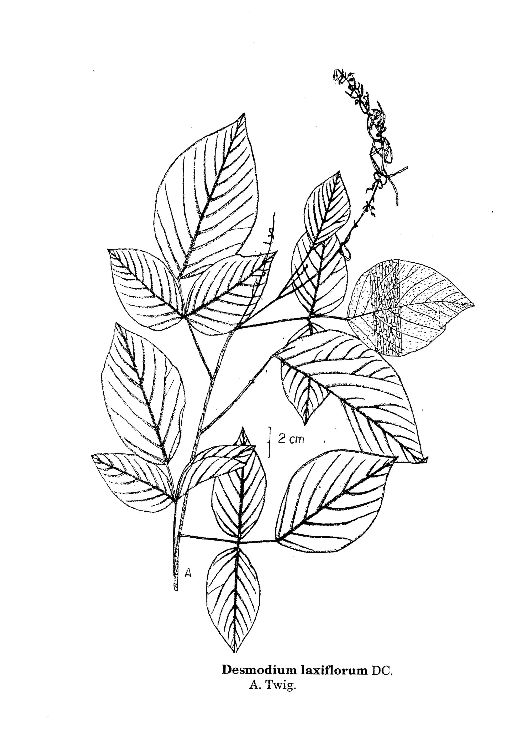 Herbarium JCB