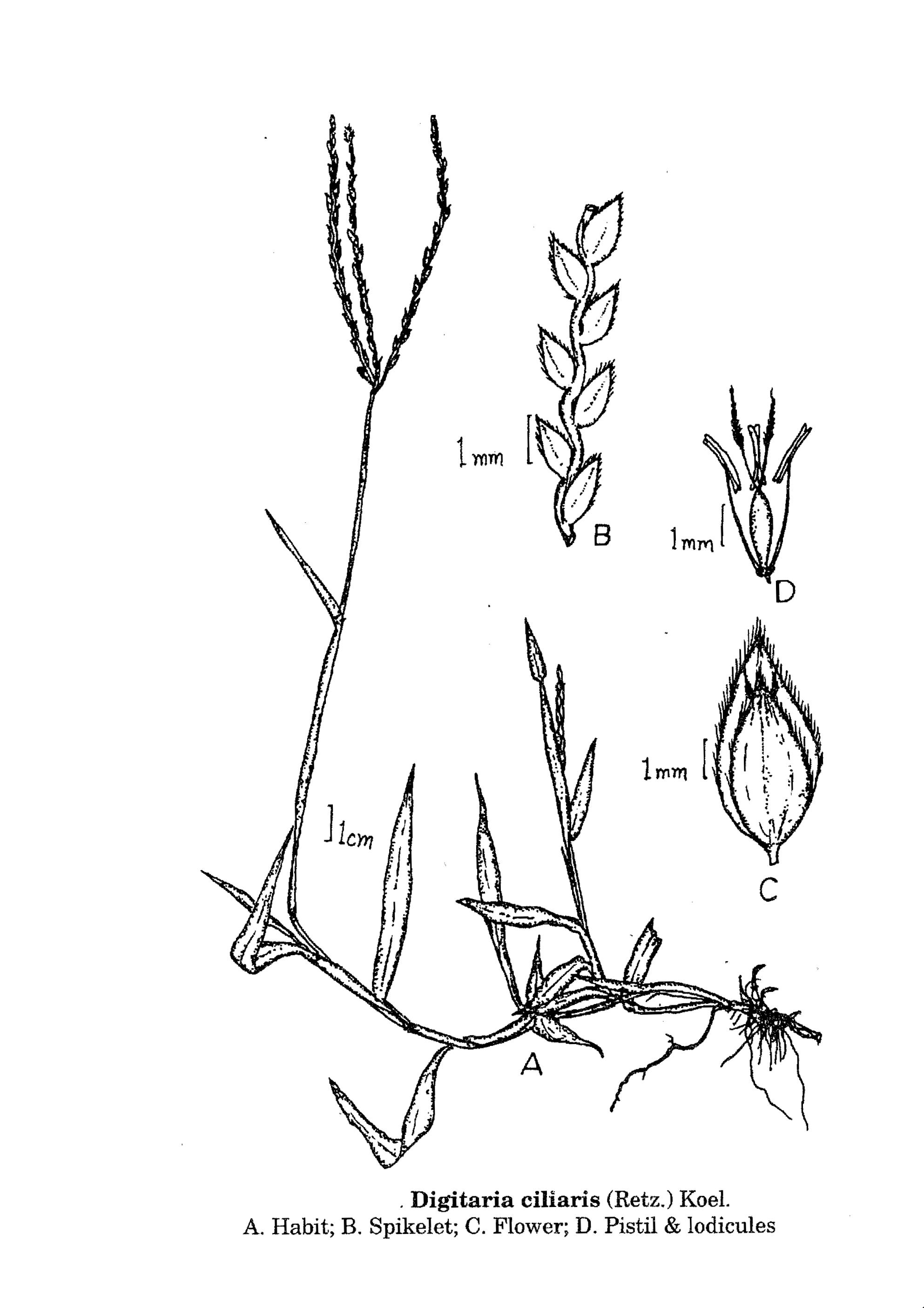 Herbarium JCB