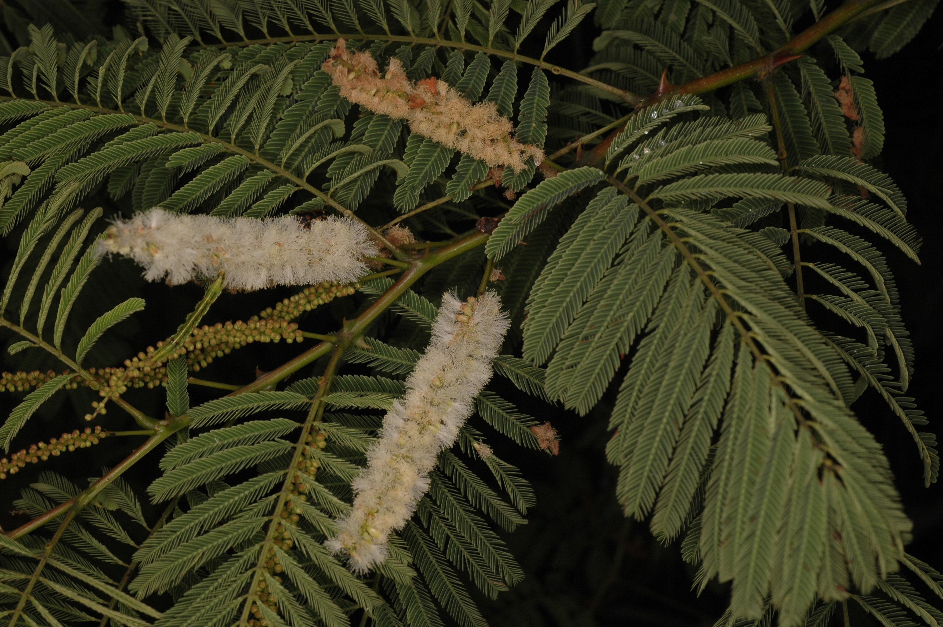 Herbarium JCB