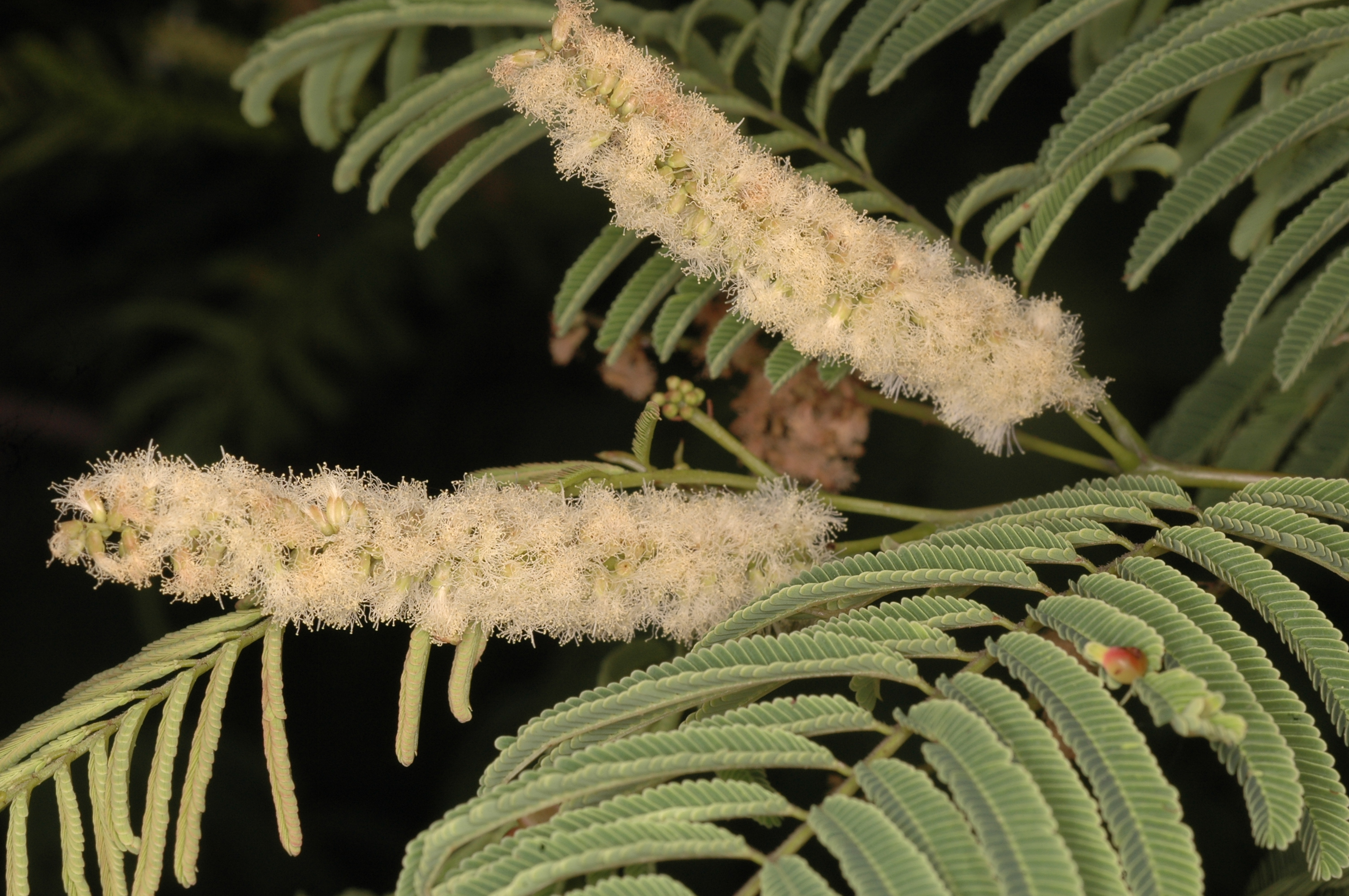 Herbarium JCB