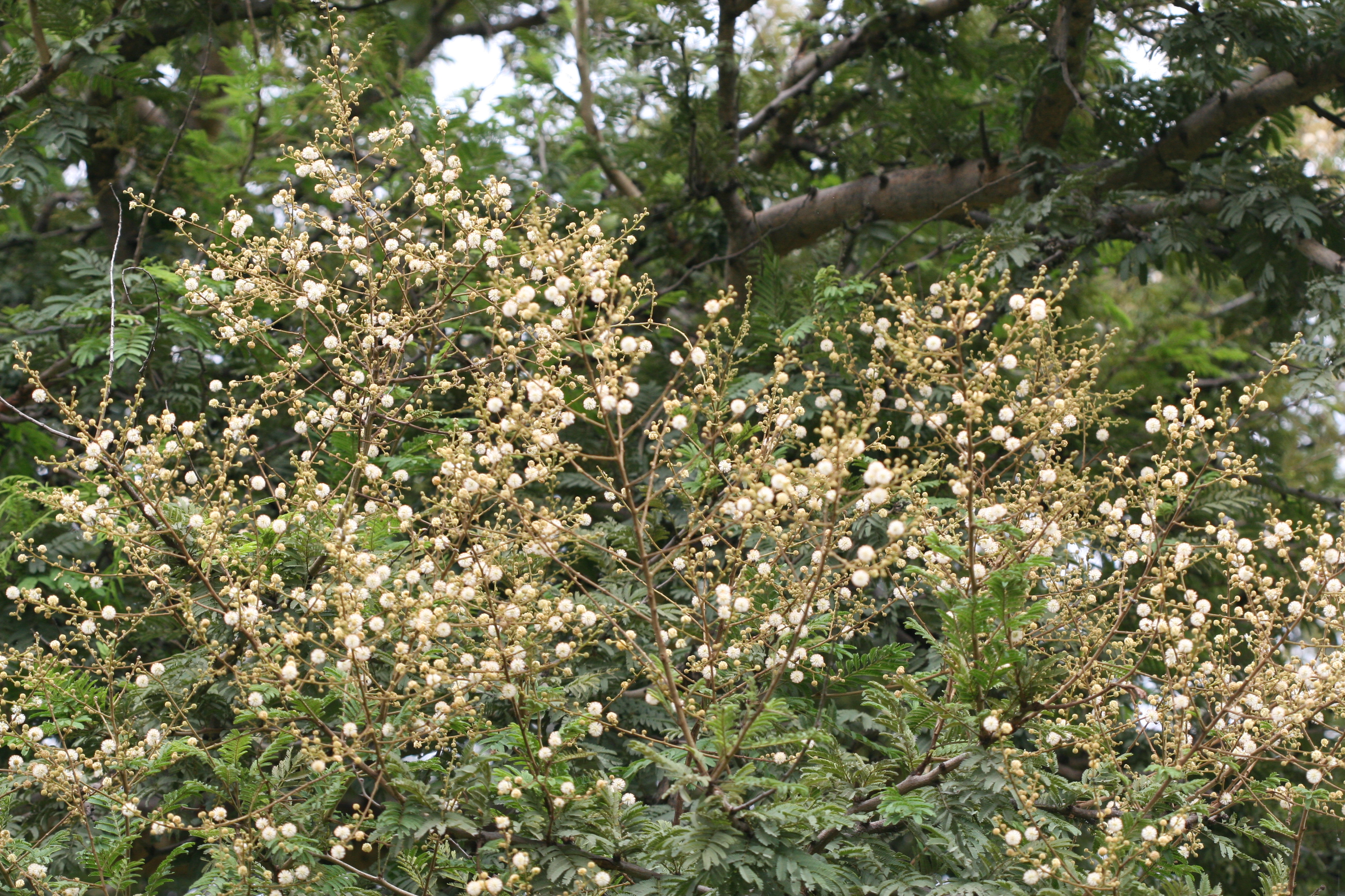 Herbarium JCB