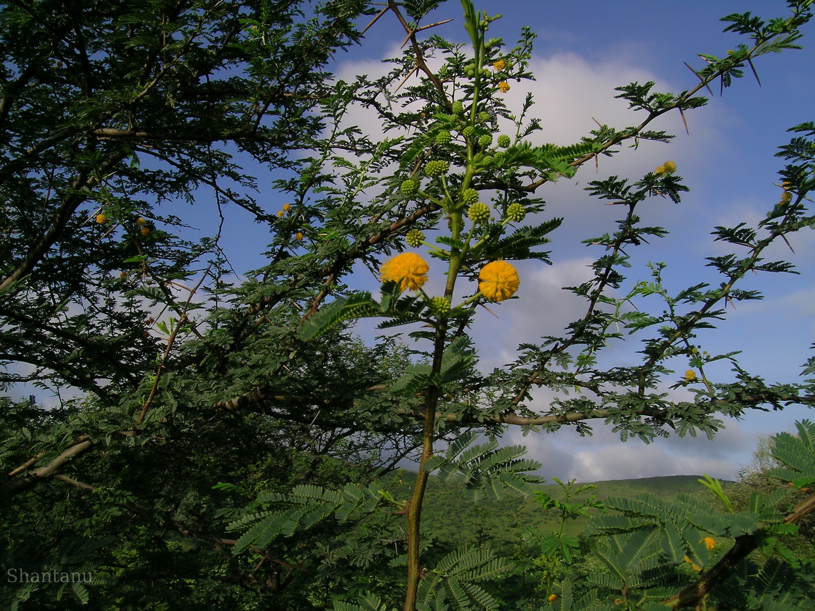 Herbarium JCB