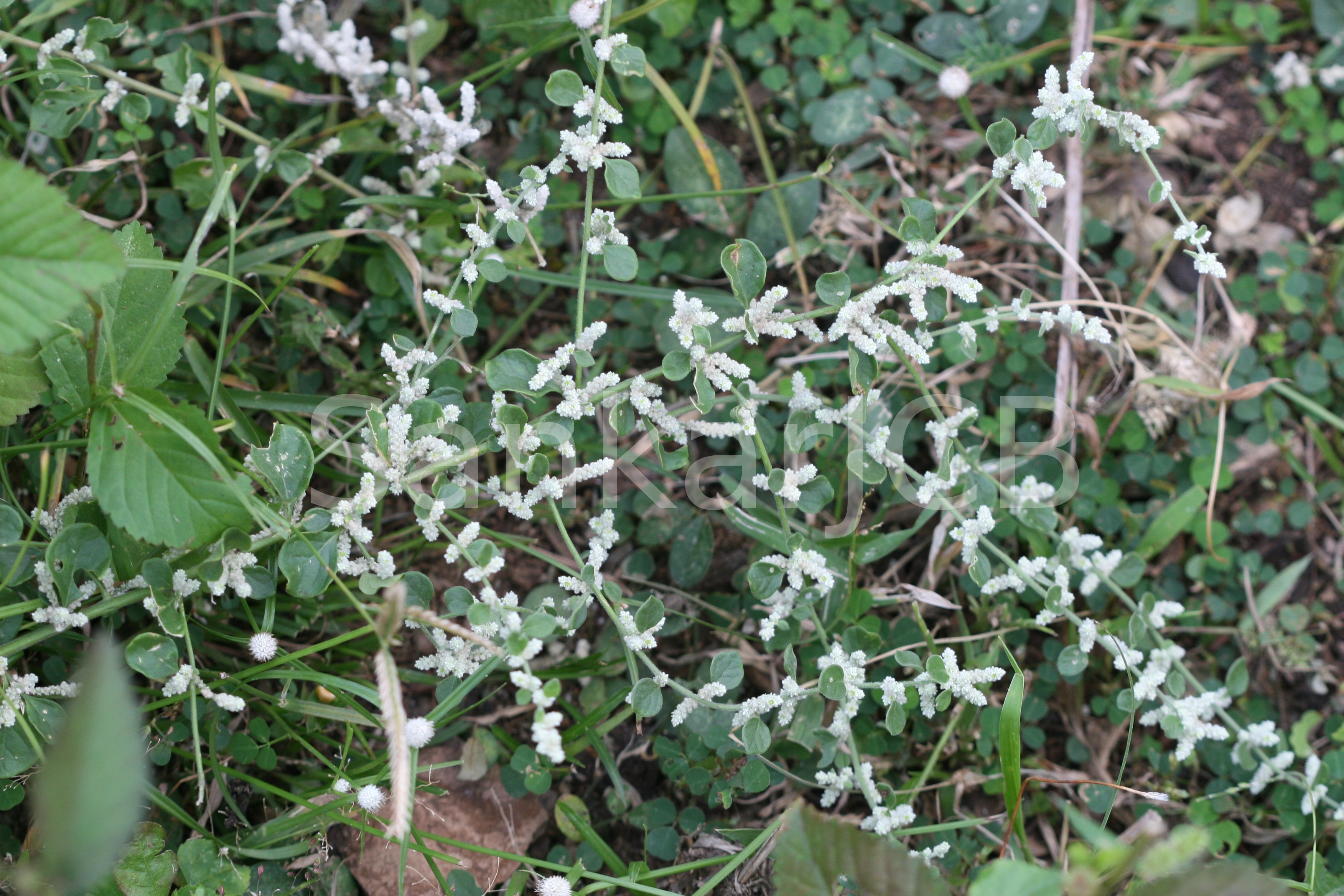 Herbarium JCB