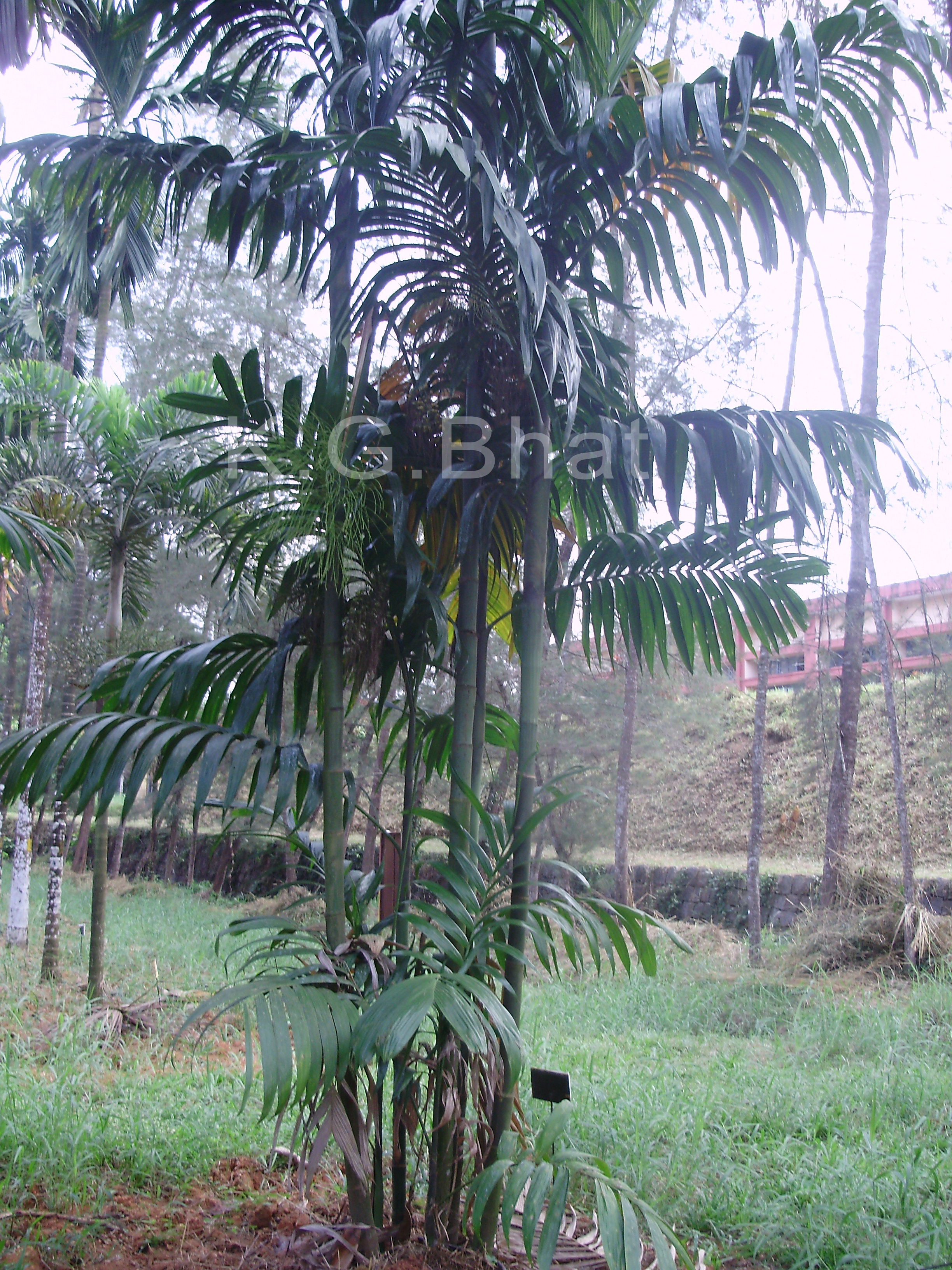Herca Tree Herbarium JCB