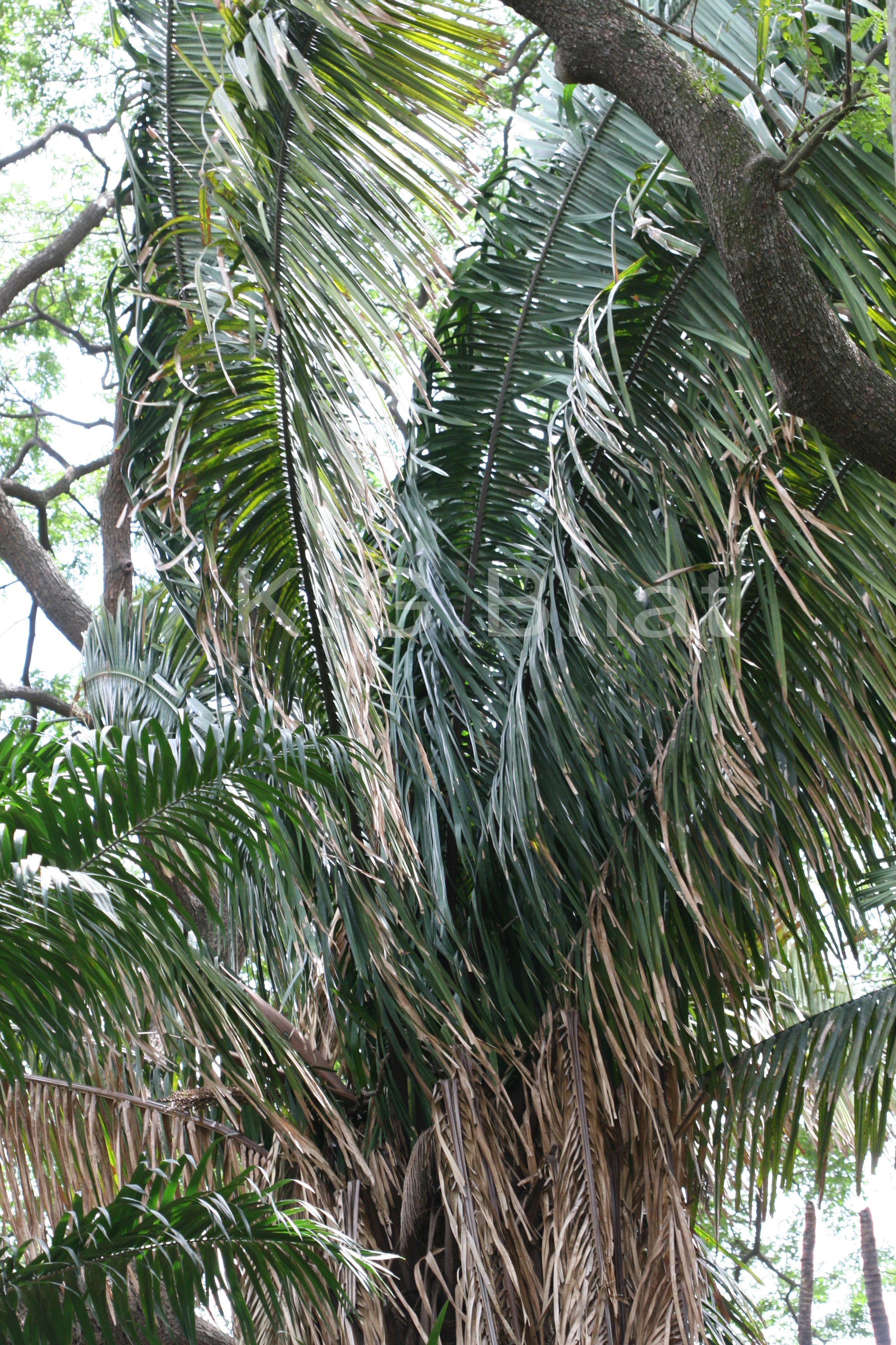 Herbarium JCB