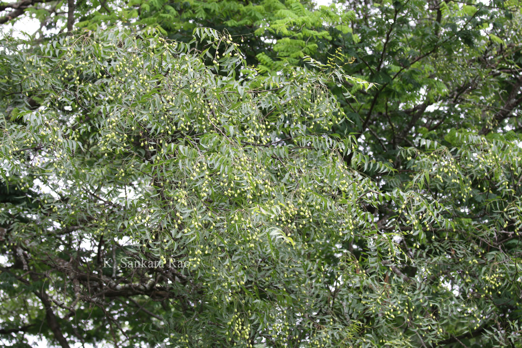 Herbarium JCB