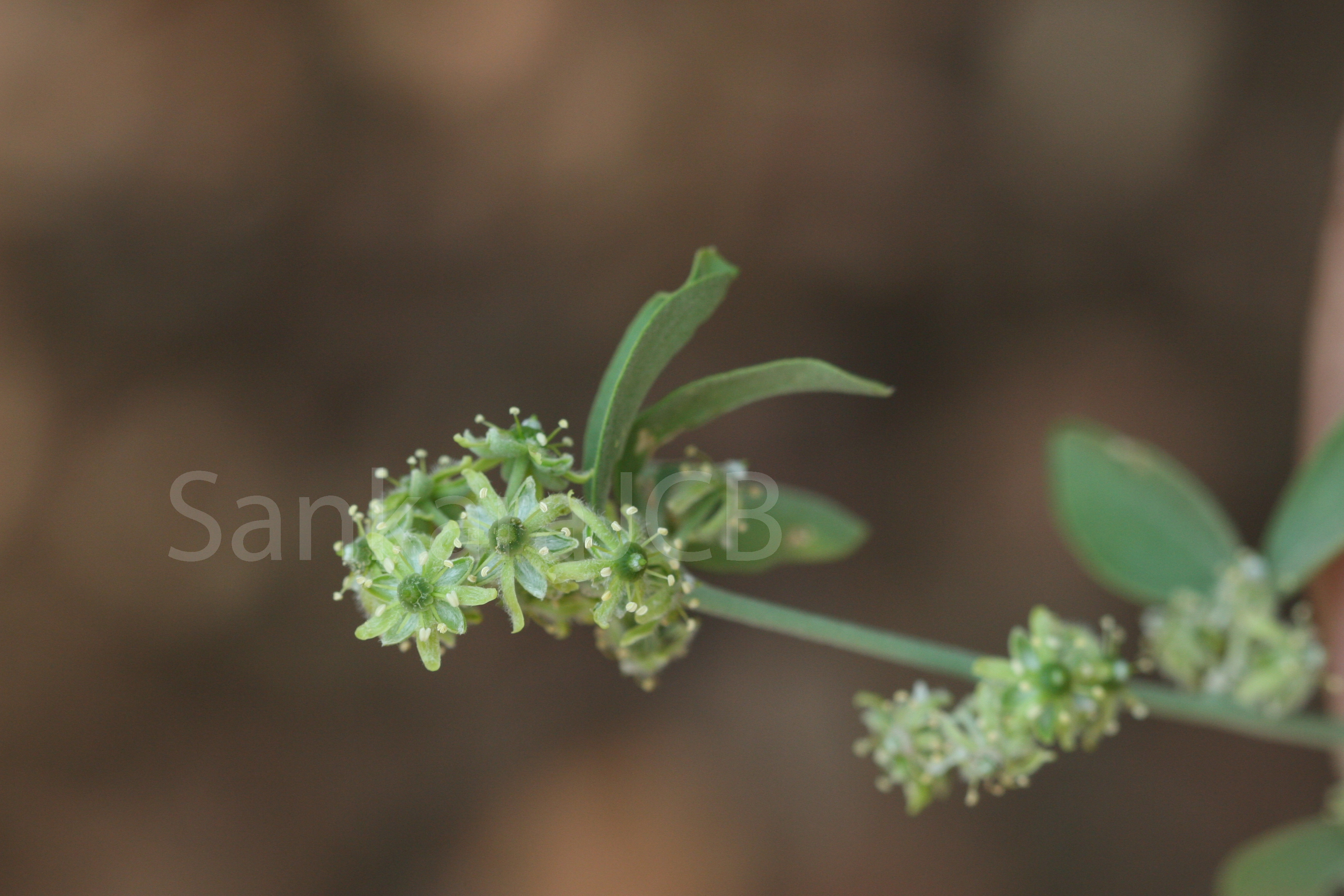 Herbarium JCB
