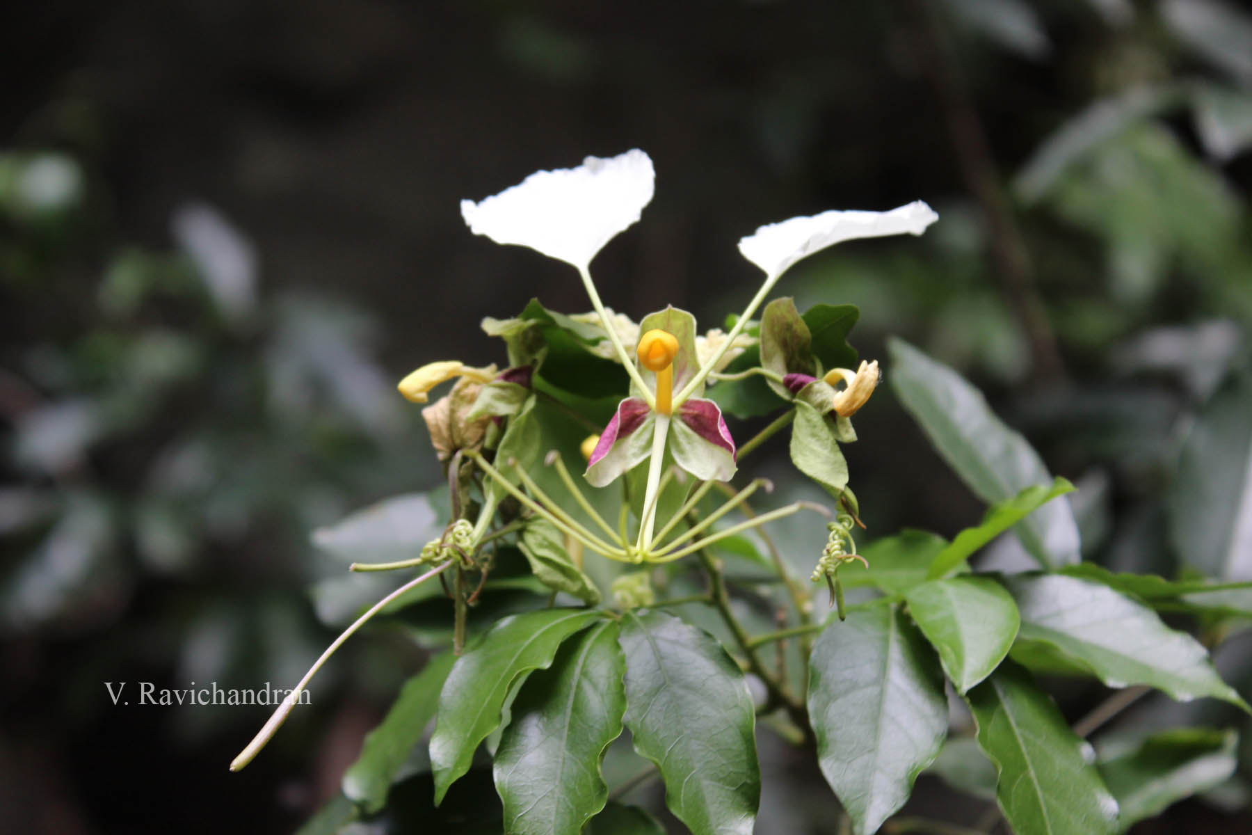 Herbarium JCB