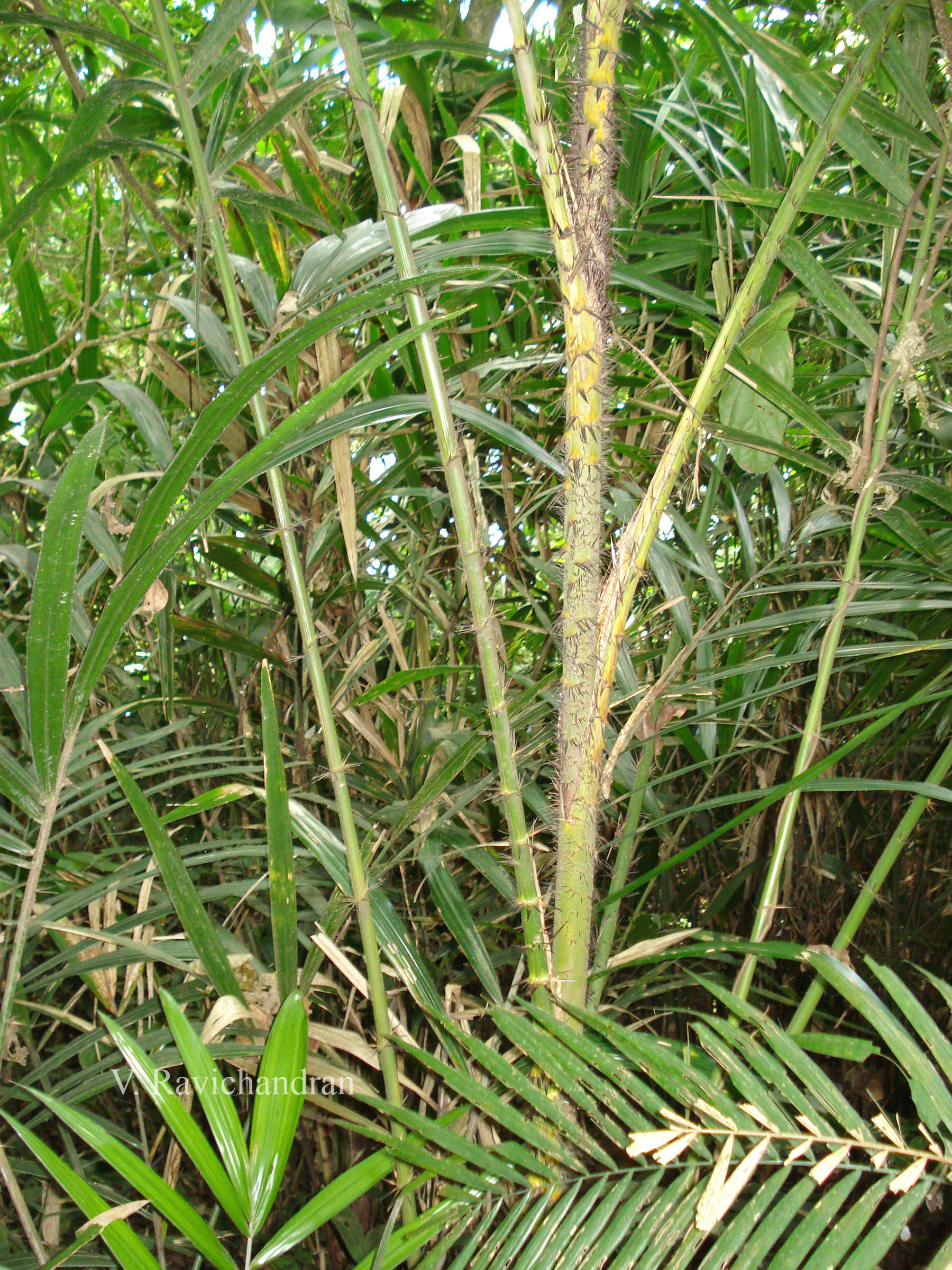 Herbarium JCB