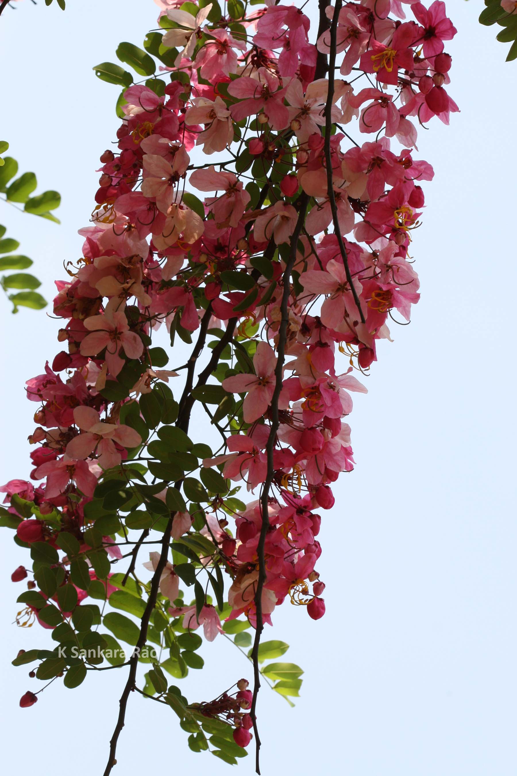 Herbarium JCB
