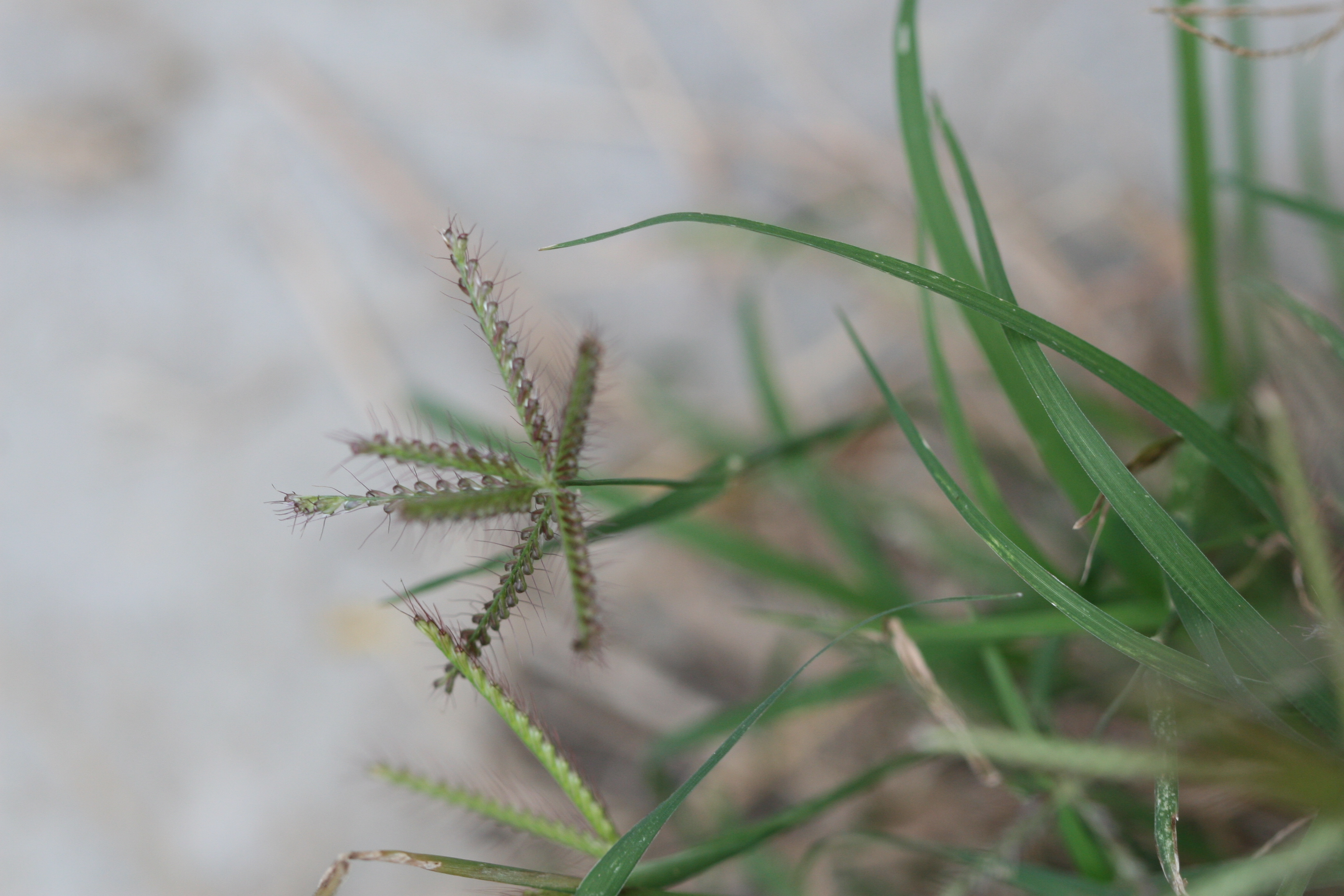 Herbarium JCB