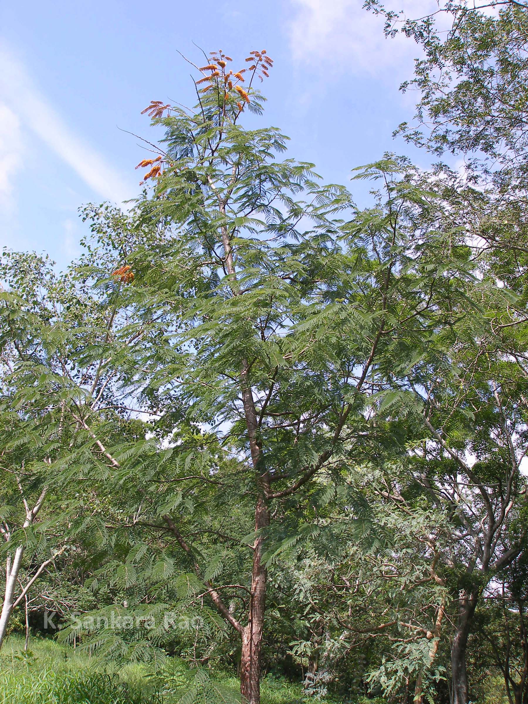 Herbarium JCB