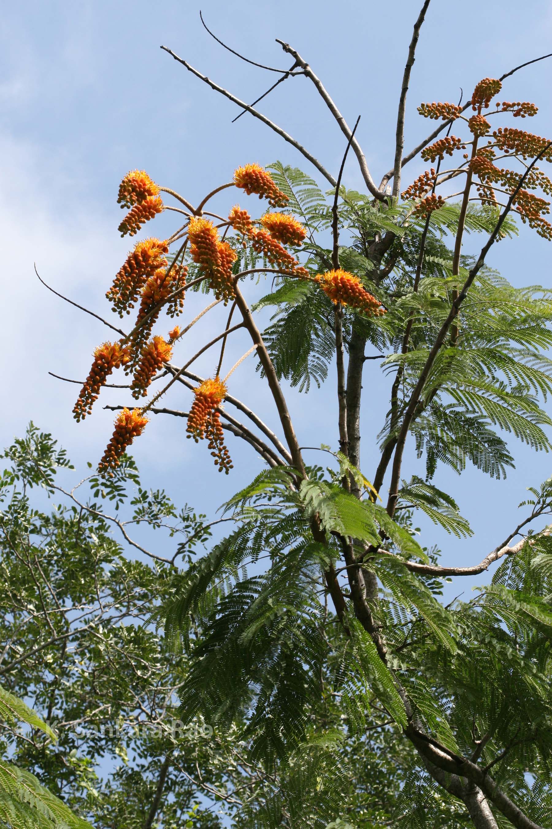 Herbarium JCB