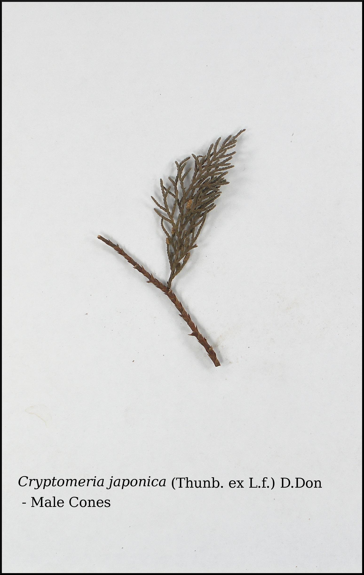 Herbarium JCB