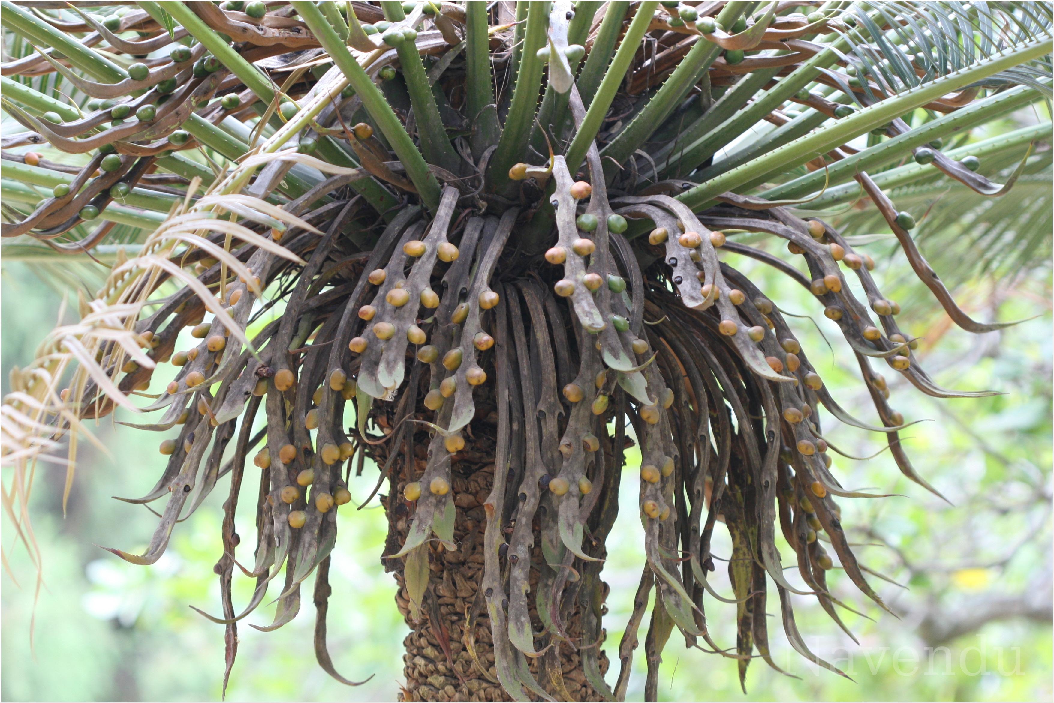 Herbarium JCB
