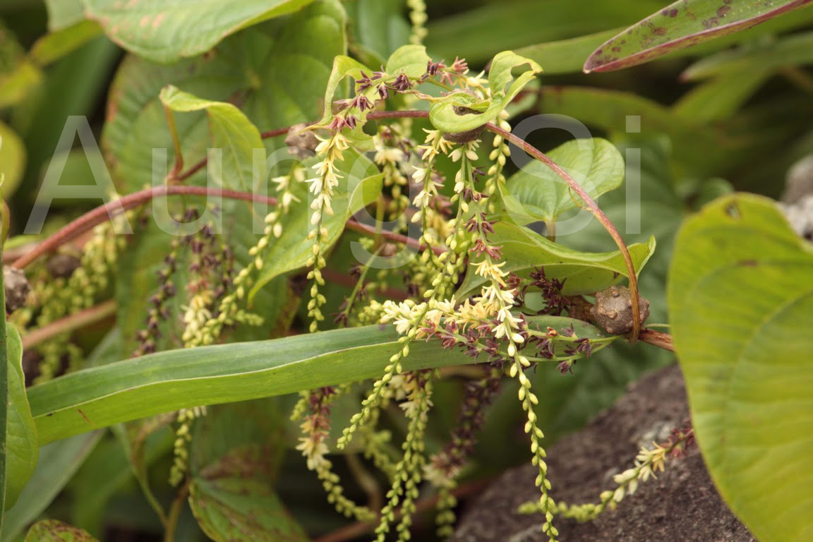 Herbarium JCB